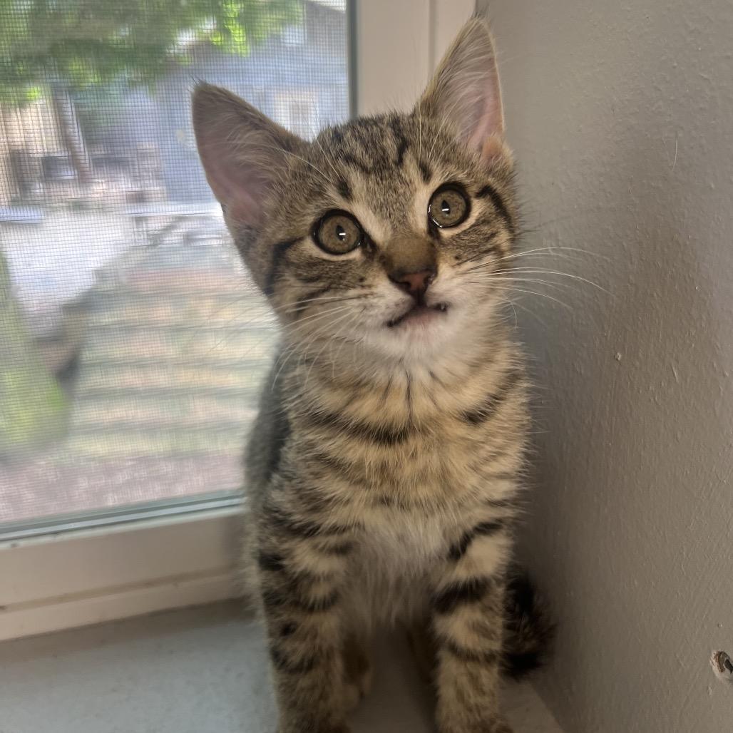 Enlarge Tanjiro, a Adoptable Domestic Short Hair in Puslinch, ON image 3/4