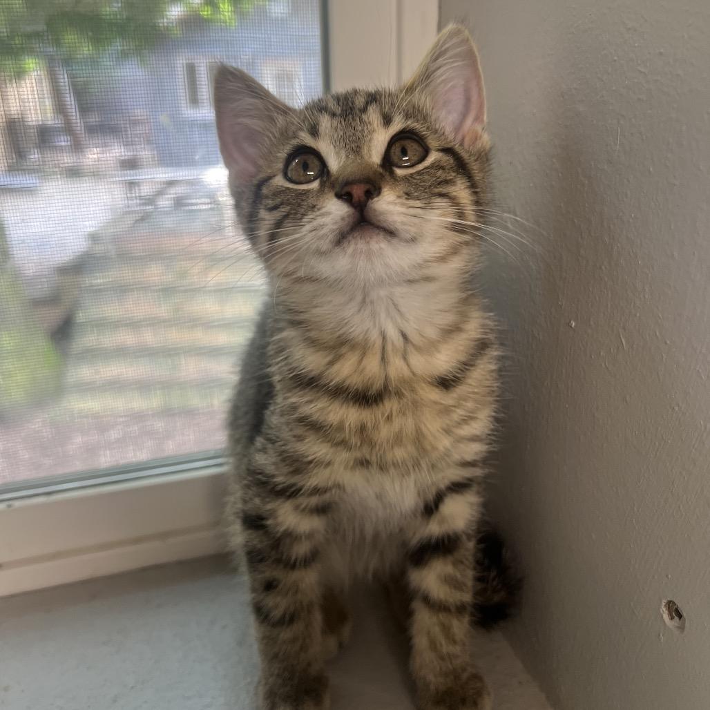 Enlarge Tanjiro, a Adoptable Domestic Short Hair in Puslinch, ON image 4/4