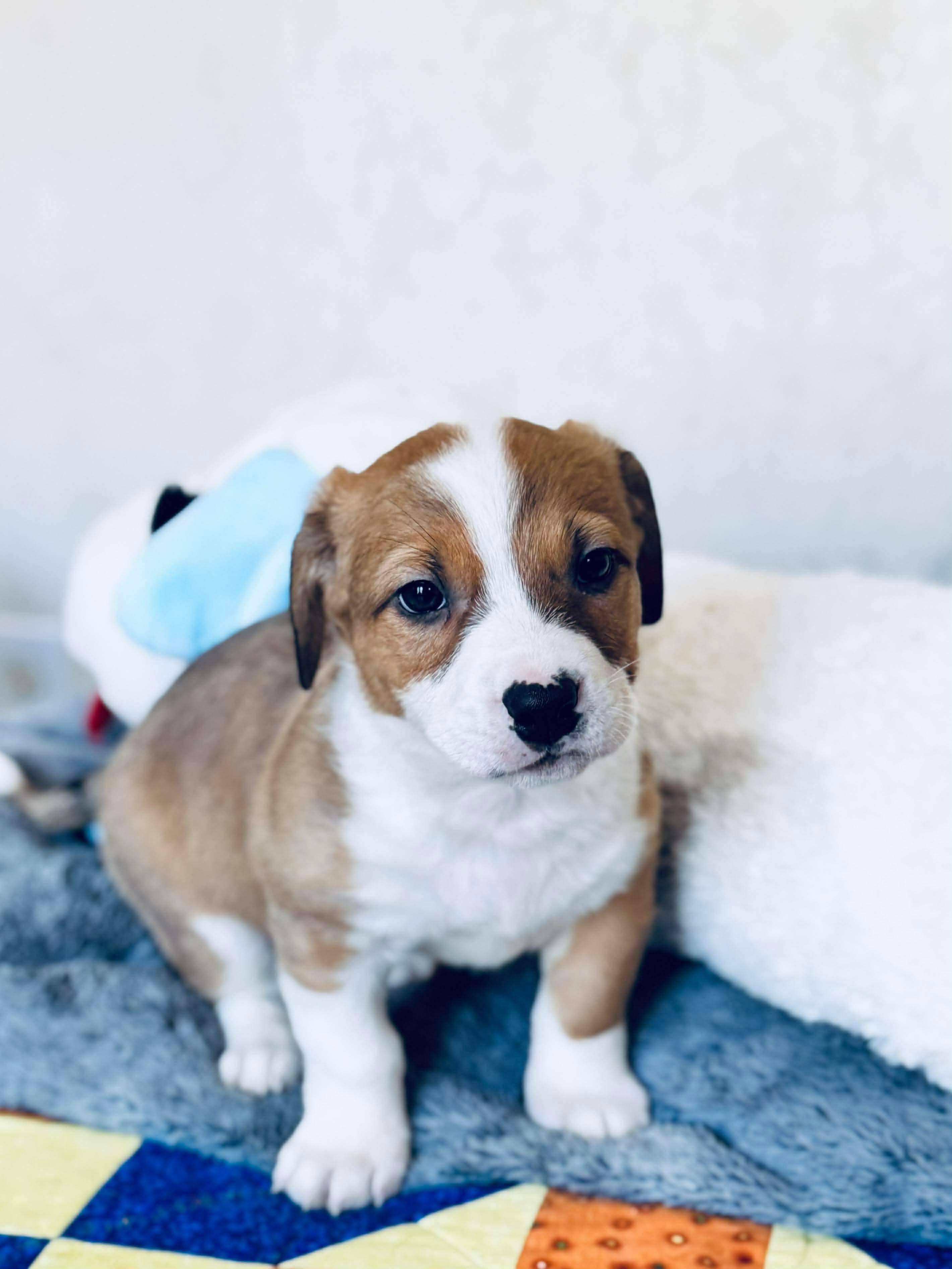 Enlarge Hot Dog , an adoptable mixed breed in SYLVANIA, GA image 2/6