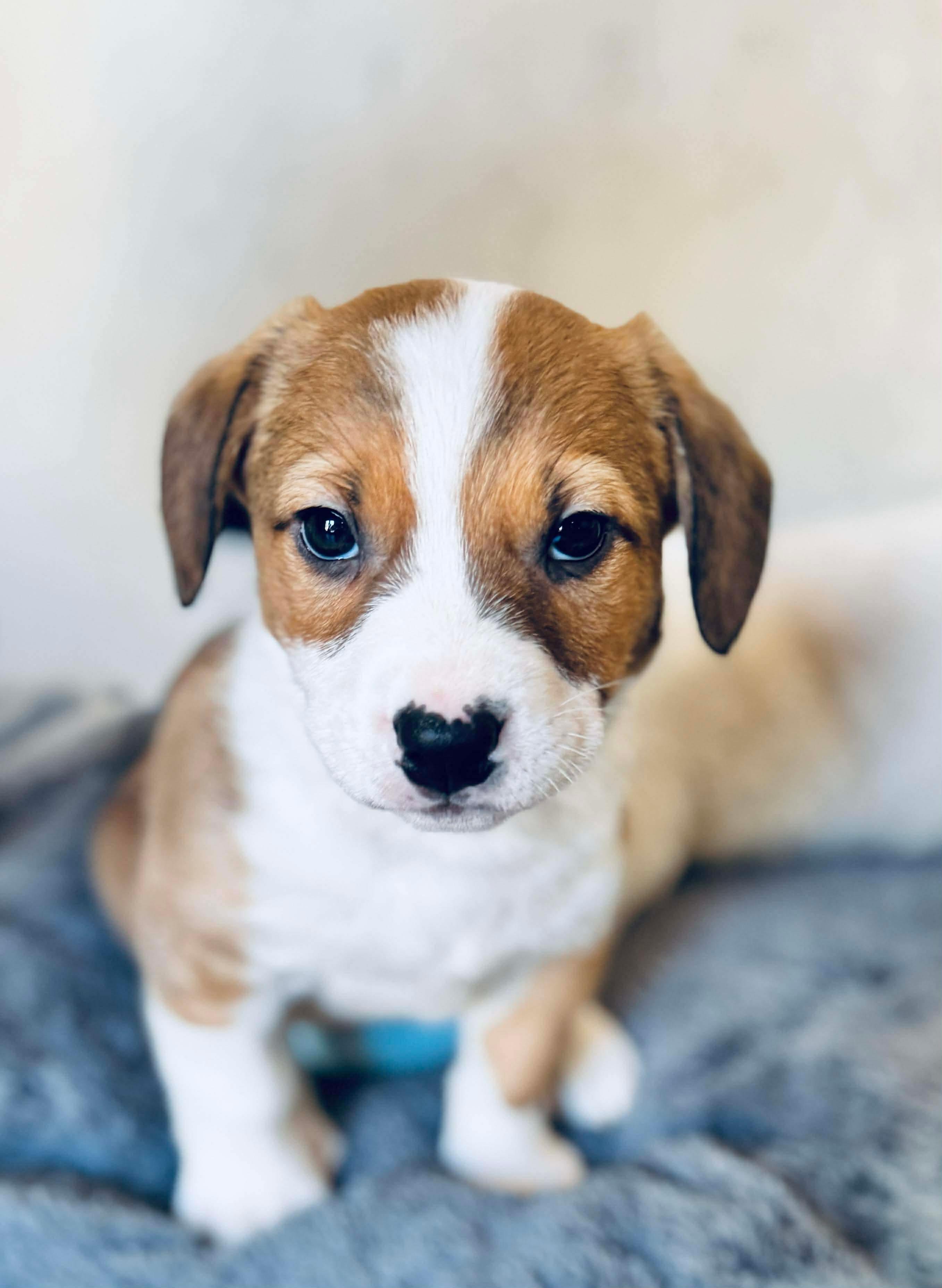 Enlarge Hot Dog , an adoptable mixed breed in SYLVANIA, GA image 3/6