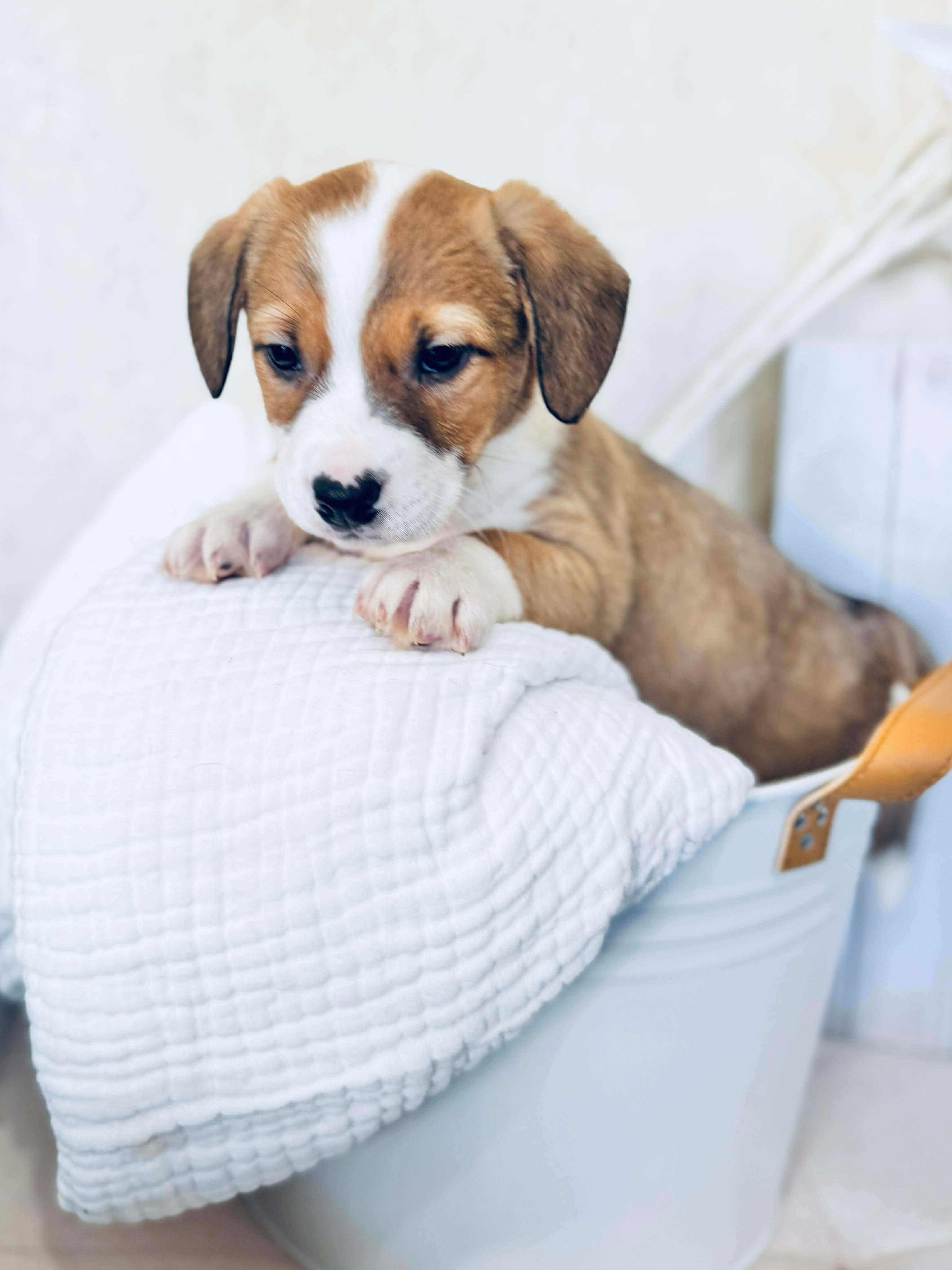 Enlarge Hot Dog , an adoptable mixed breed in SYLVANIA, GA image 4/6