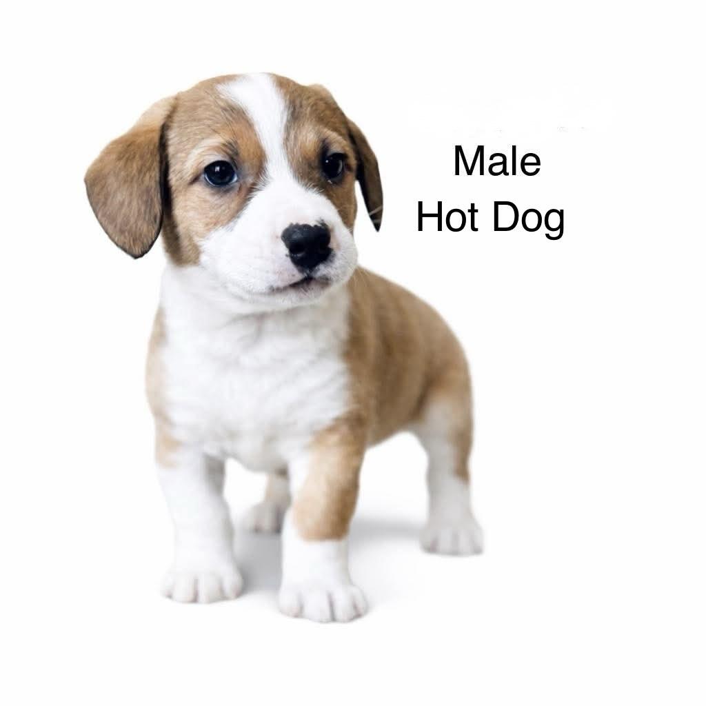 Enlarge Hot Dog , an adoptable mixed breed in SYLVANIA, GA image 1/6