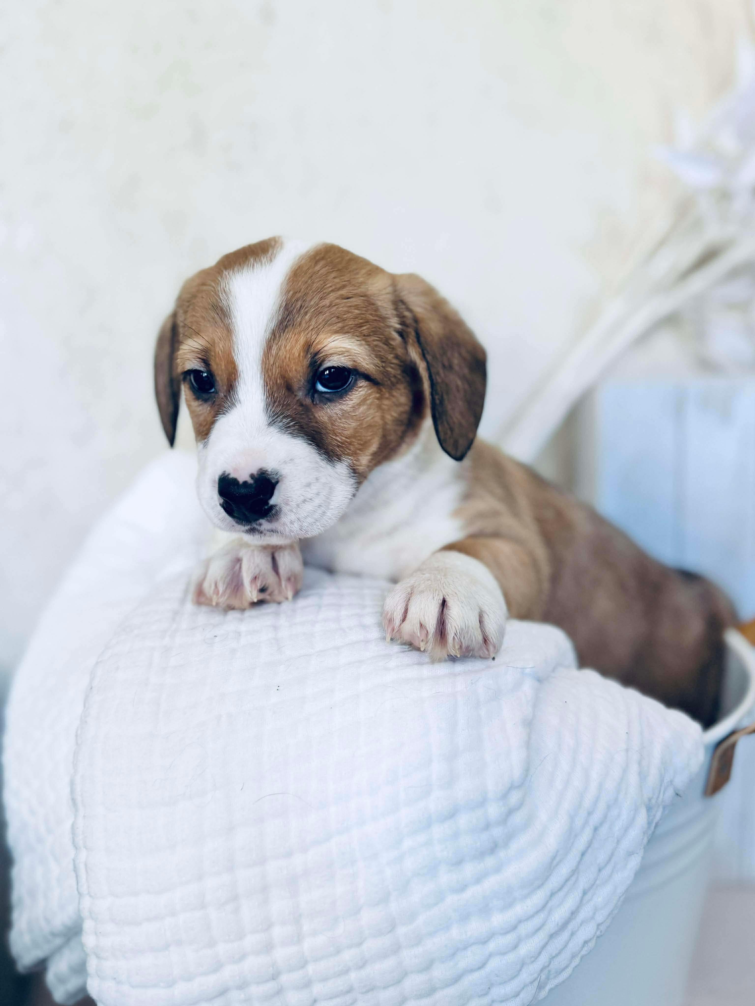 Enlarge Hot Dog , an adoptable mixed breed in SYLVANIA, GA image 5/6