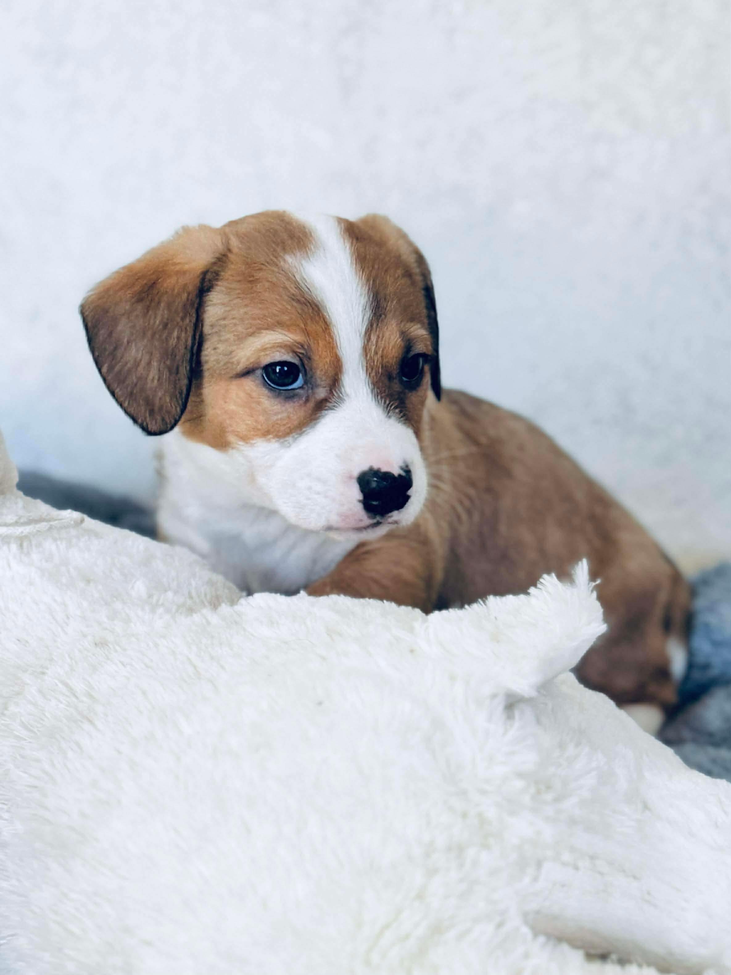 Enlarge Hot Dog , an adoptable mixed breed in SYLVANIA, GA image 6/6