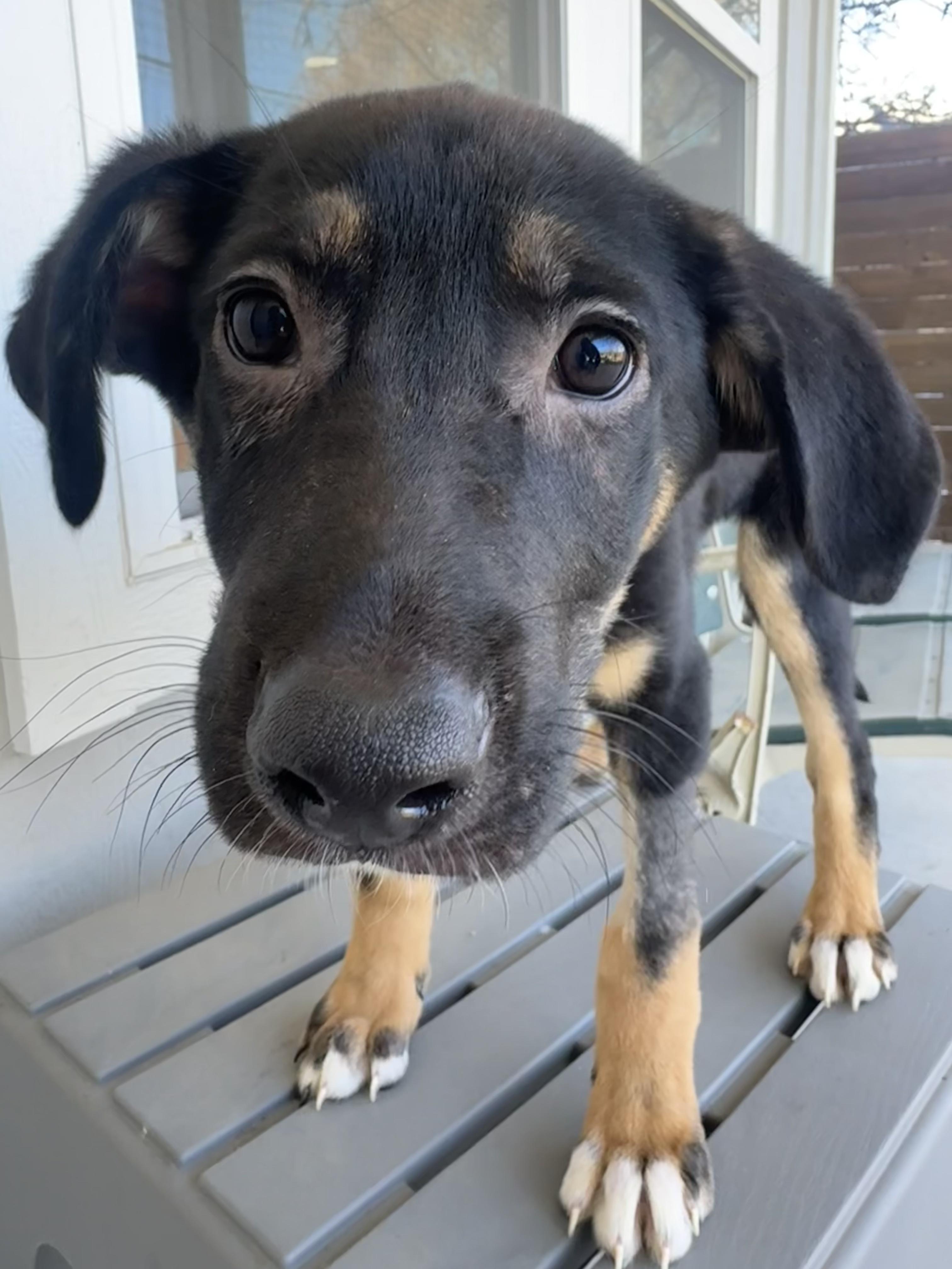 Enlarge Aurora , a Adoptable mixed breed in Dallas, TX image 6/6