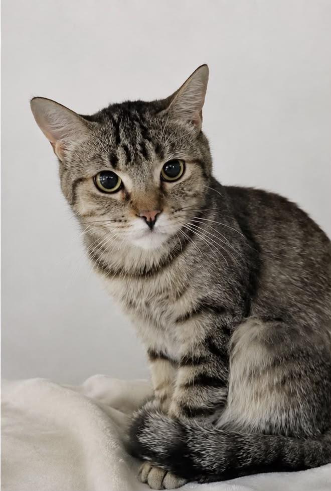 Enlarge DALLAS, a Adoptable Domestic Short Hair in Tillsonburg, ON image 1/4