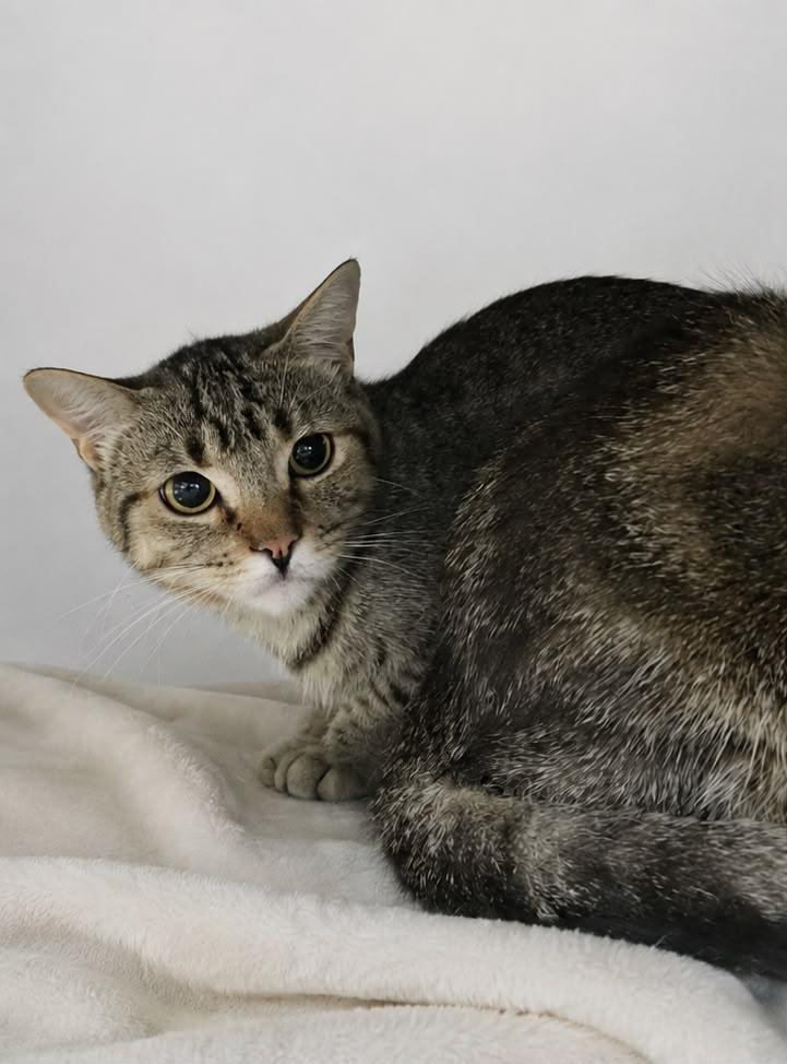 Enlarge DALLAS, a Adoptable Domestic Short Hair in Tillsonburg, ON image 2/4