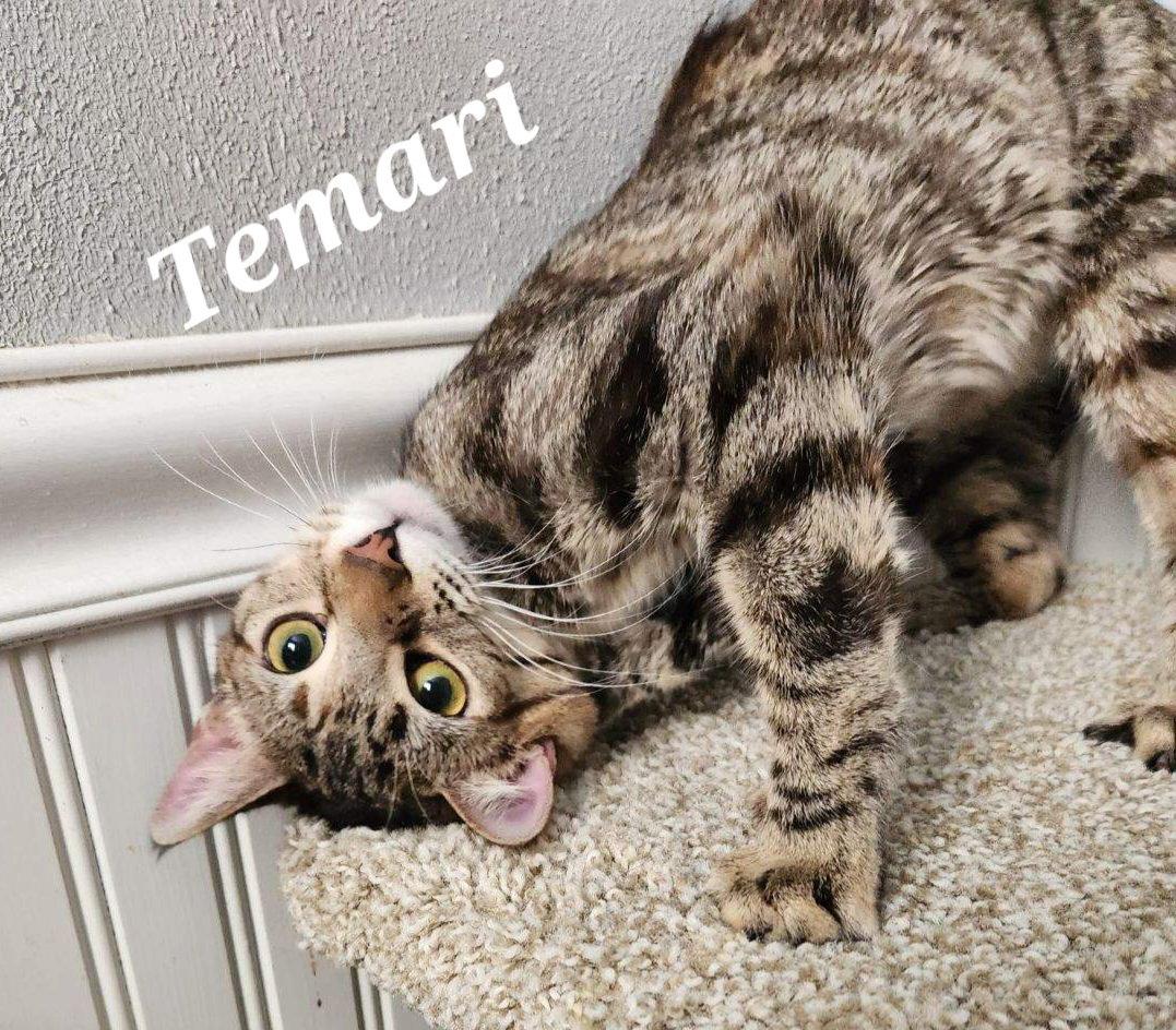 Enlarge Temari, a Adoptable Domestic Short Hair in Monrovia, CA image 1/3