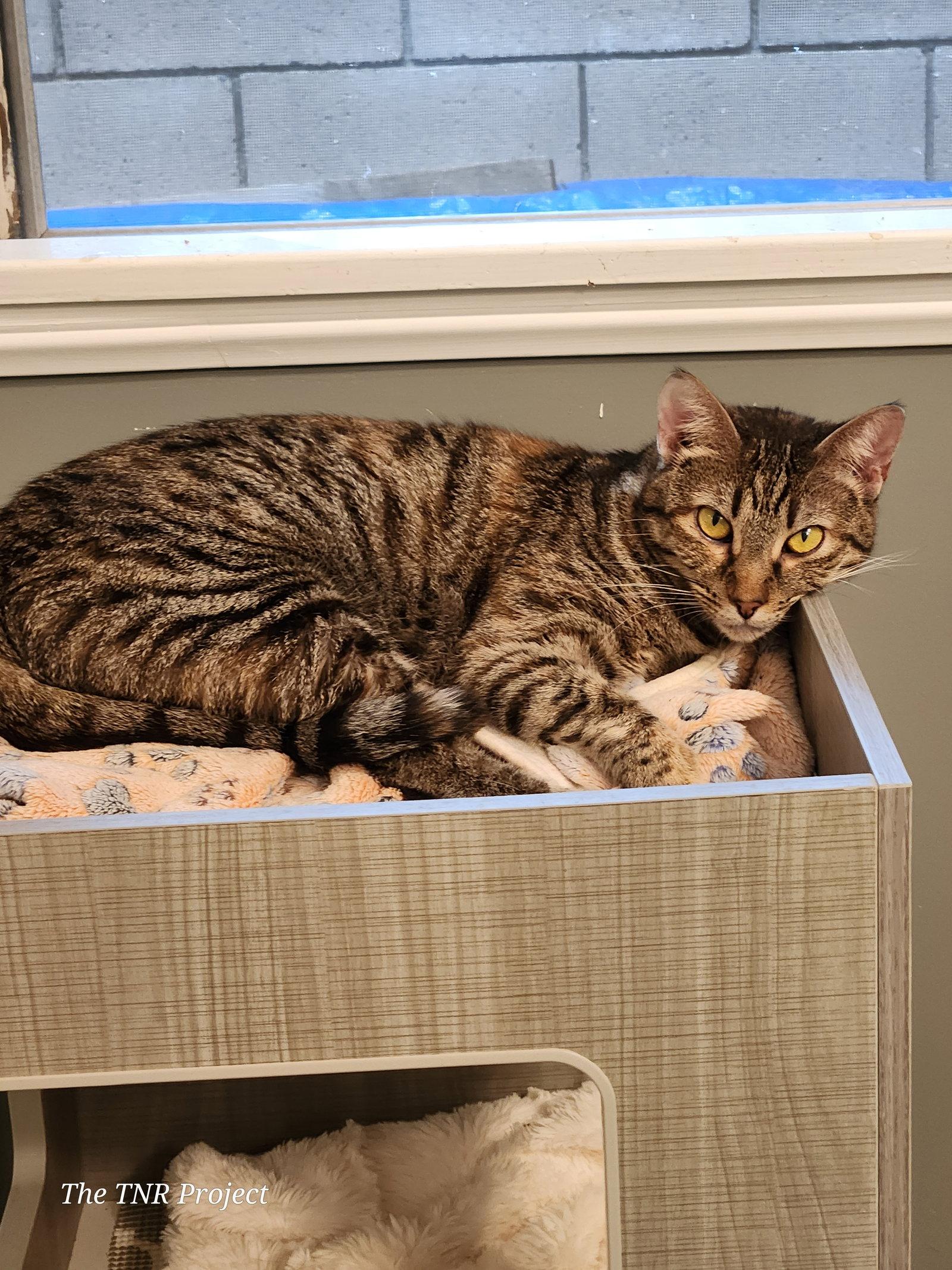 Enlarge Temari, a Adoptable Domestic Short Hair in Monrovia, CA image 2/3