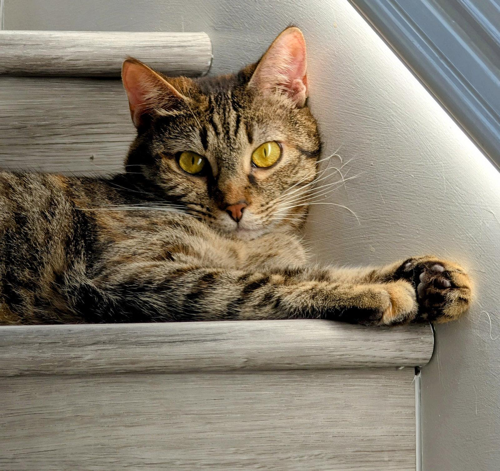 Enlarge Temari, a Adoptable Domestic Short Hair in Monrovia, CA image 3/3