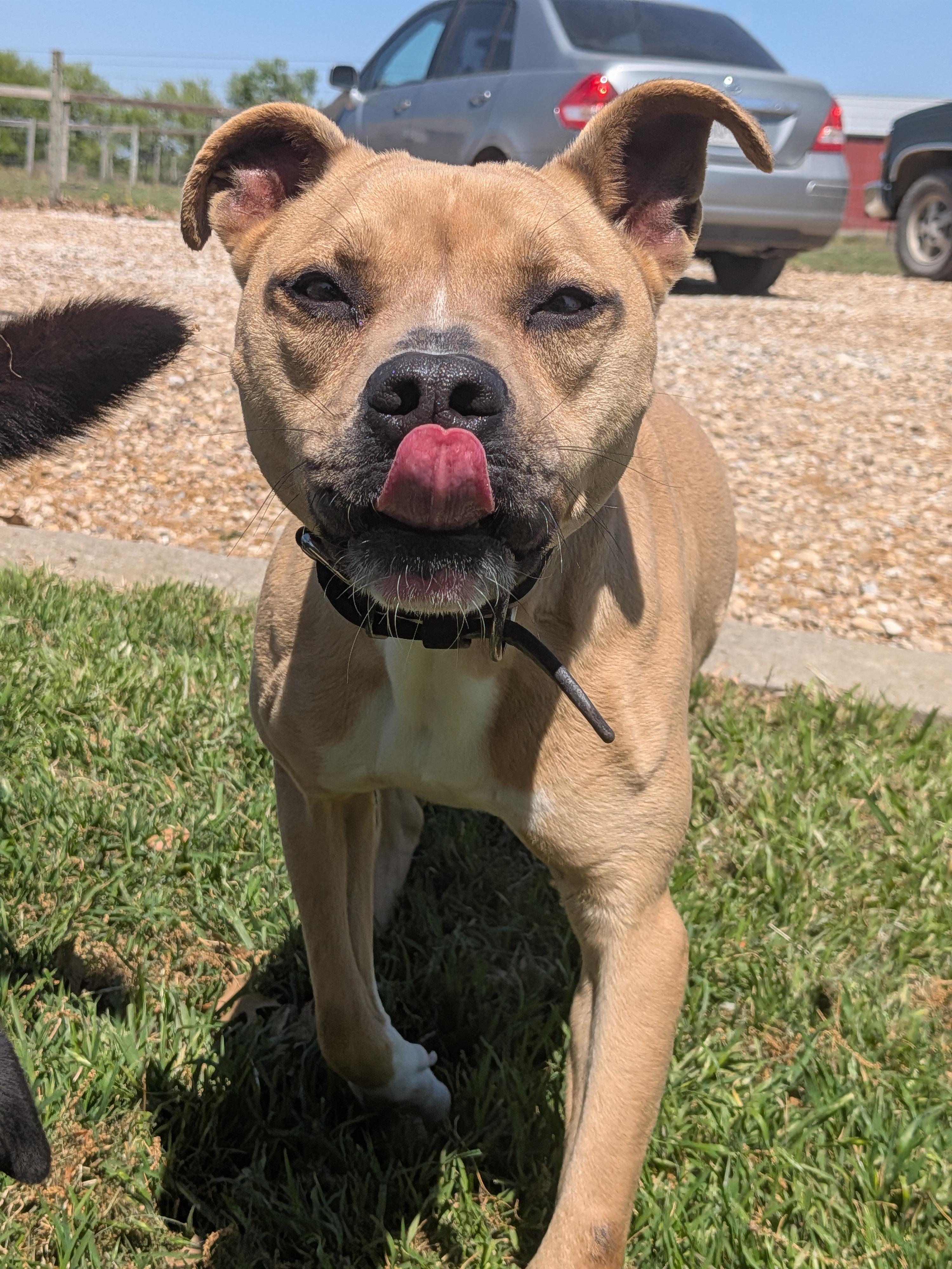 Darling, Adoptable, Adult Female Whippet & Black Mouth Cur.