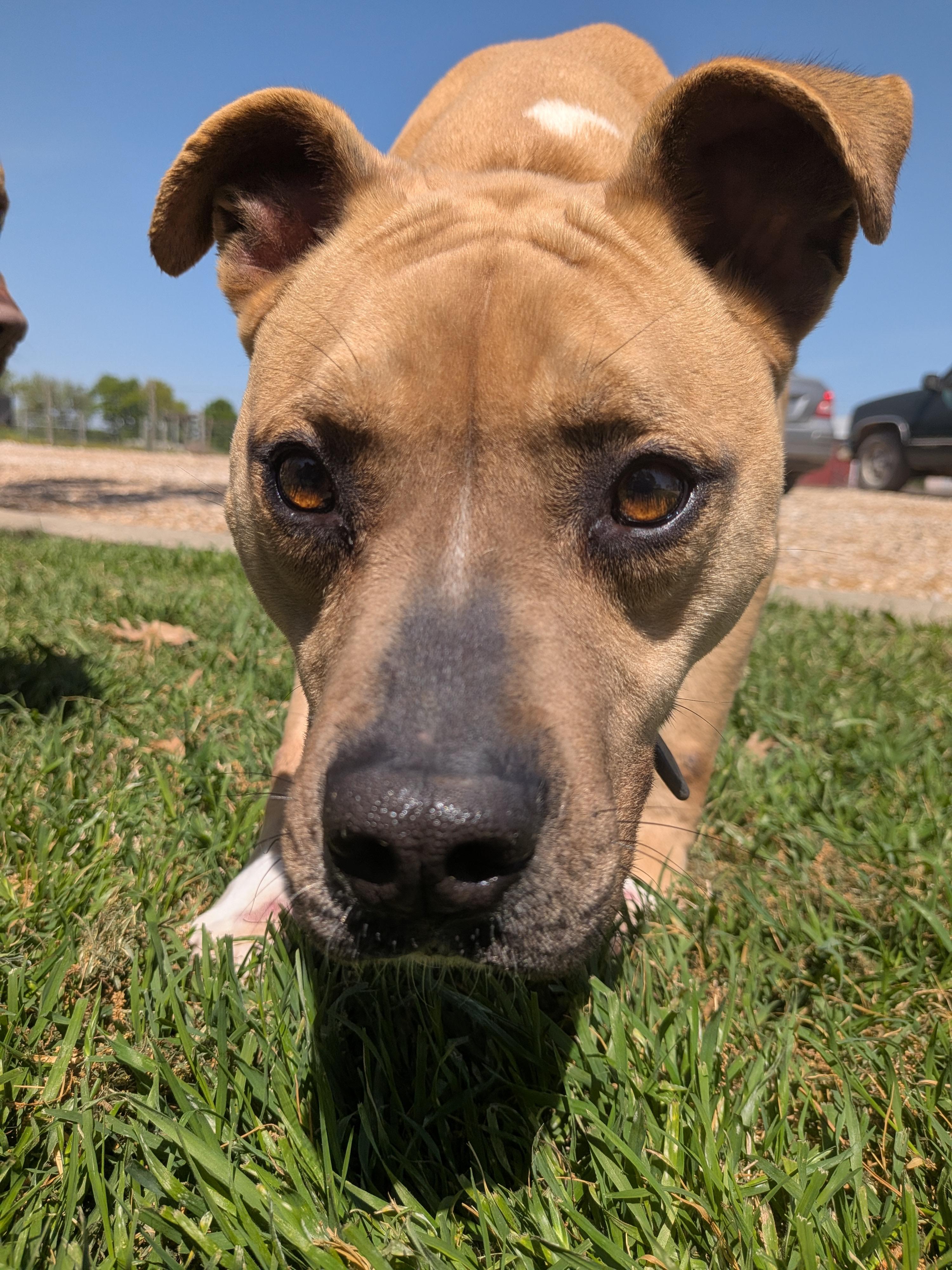Enlarge Darling, a Adoptable mixed breed in Dallas, TX image 2/3