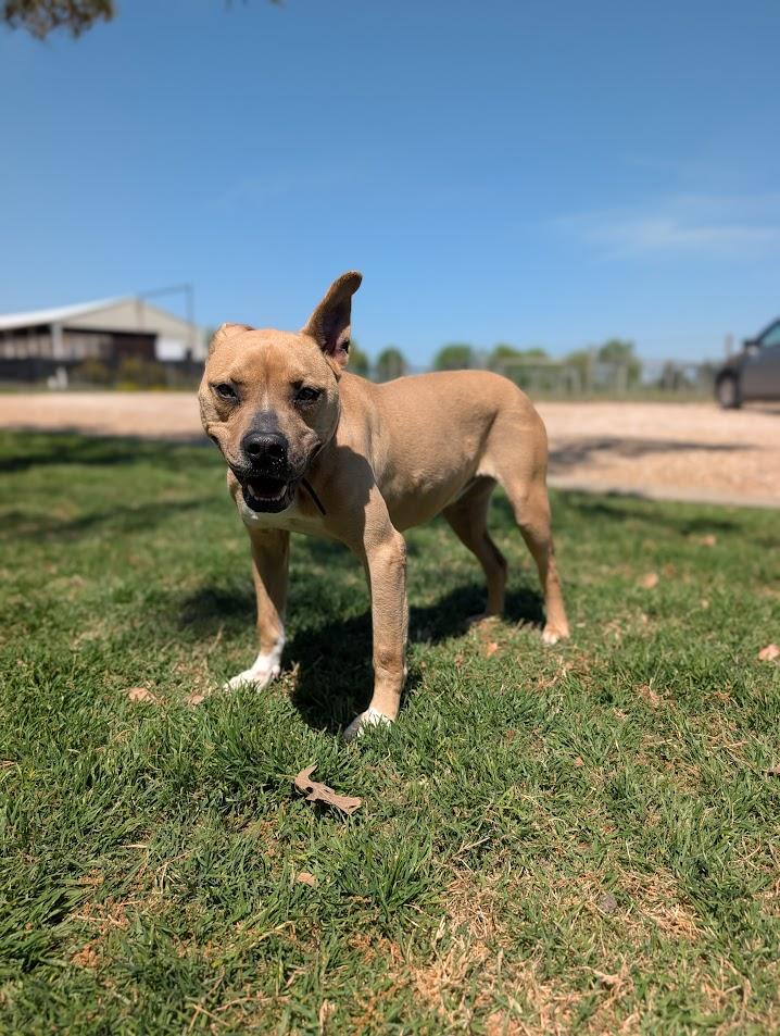 Enlarge Darling, a Adoptable mixed breed in Dallas, TX image 3/3