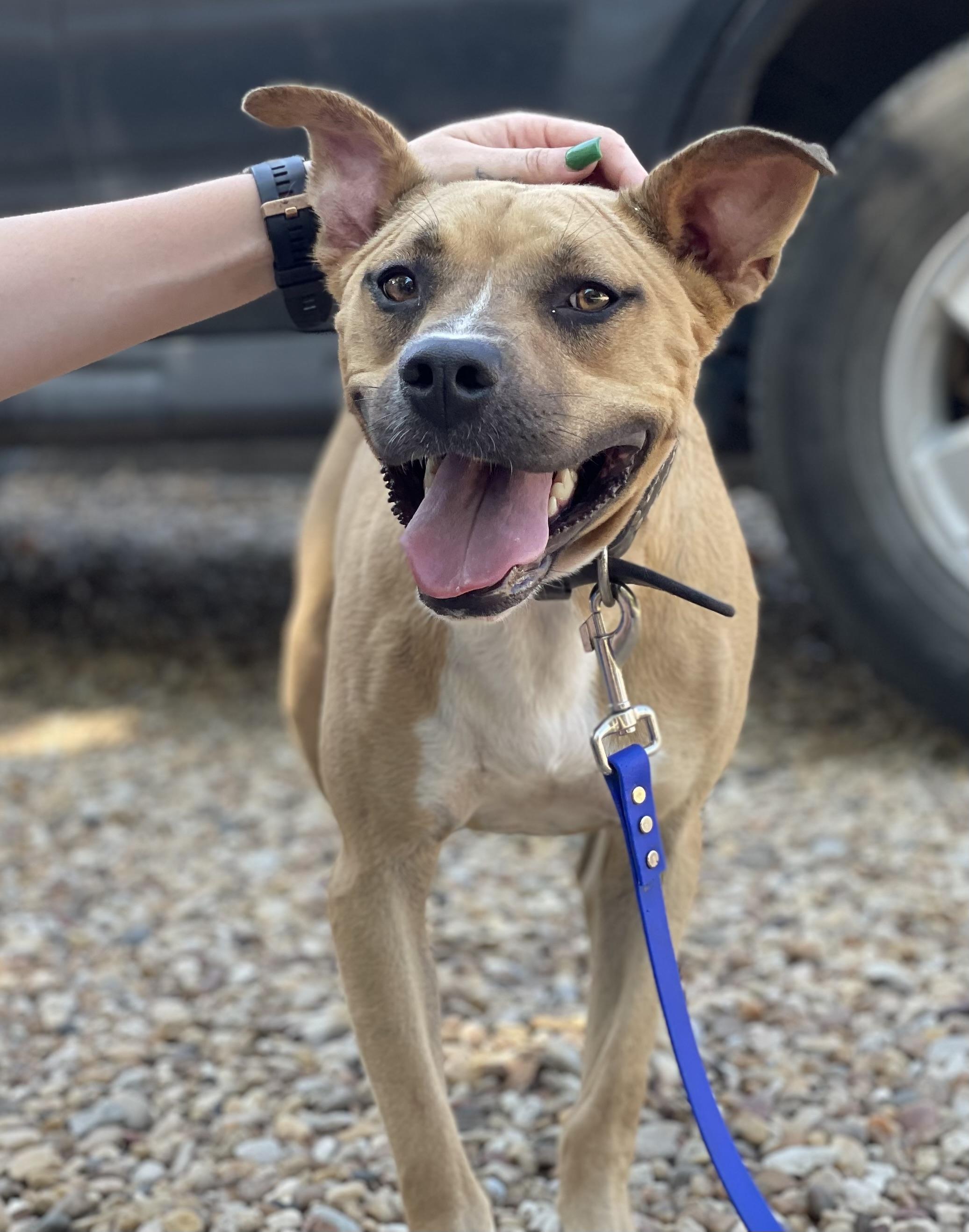 Darling, a Adoptable mixed breed in Dallas, TX image 2/2