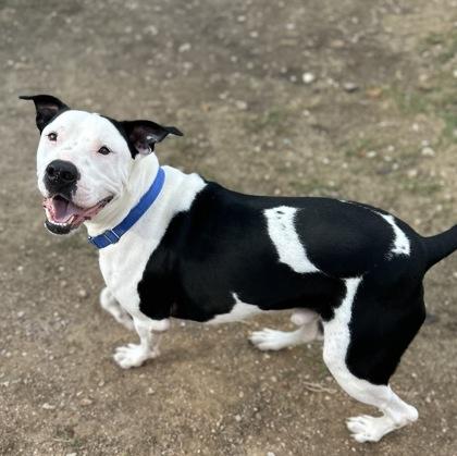 Dracula( In Foster), a Adoptable mixed breed in San Marcos, TX image 1/3