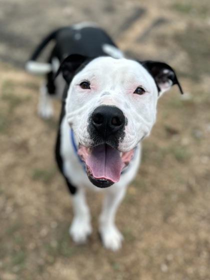 Dracula( In Foster), Adoptable, Adult Male Pit Bull Terrier & Mixed Breed.