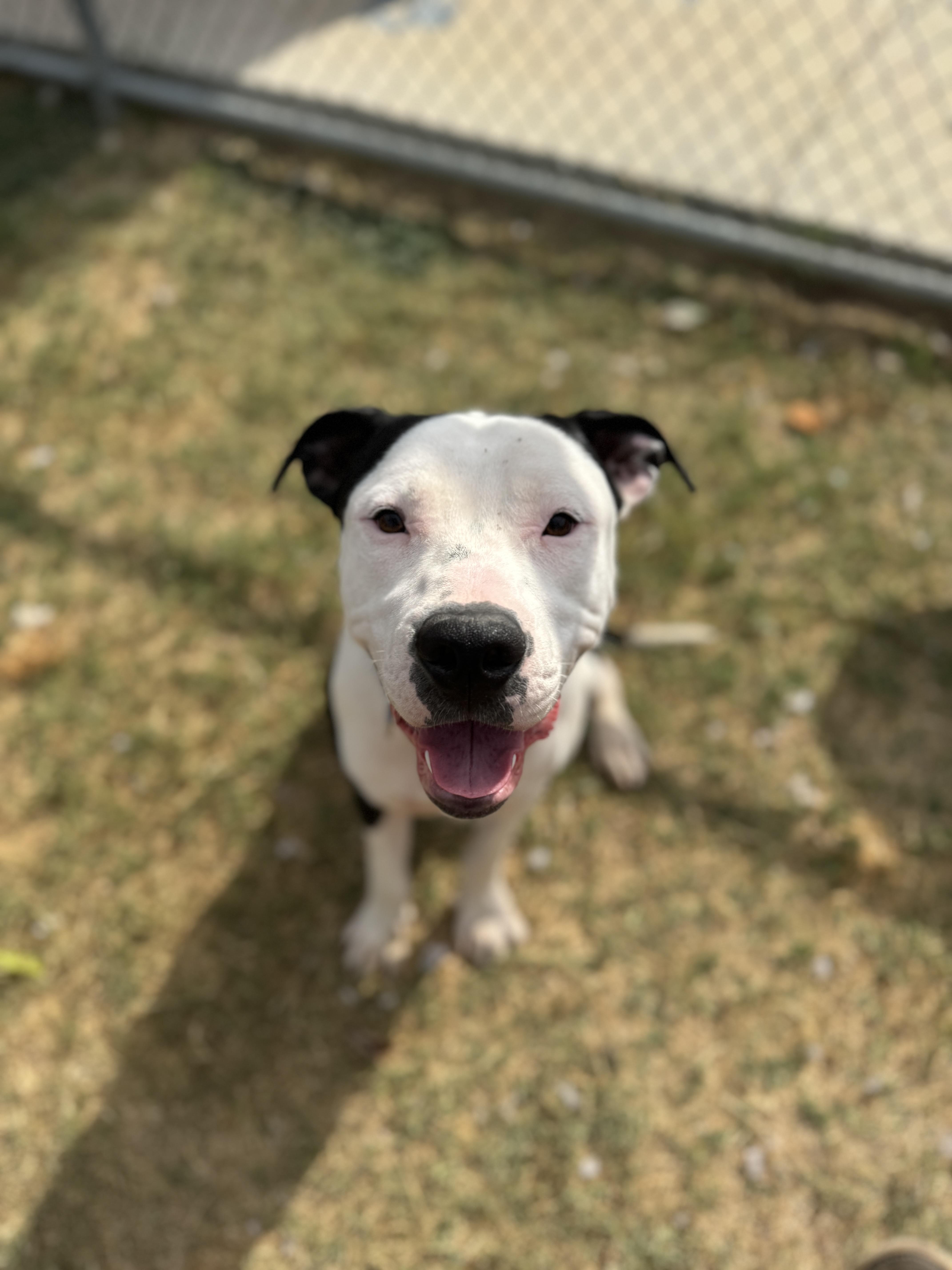 Dracula( In Foster), a Adoptable mixed breed in San Marcos, TX image 3/3