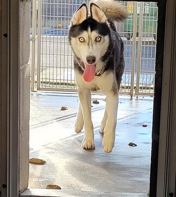 Enlarge Kane (mcas), a Adoptable mixed breed in Troutdale, OR image 3/4