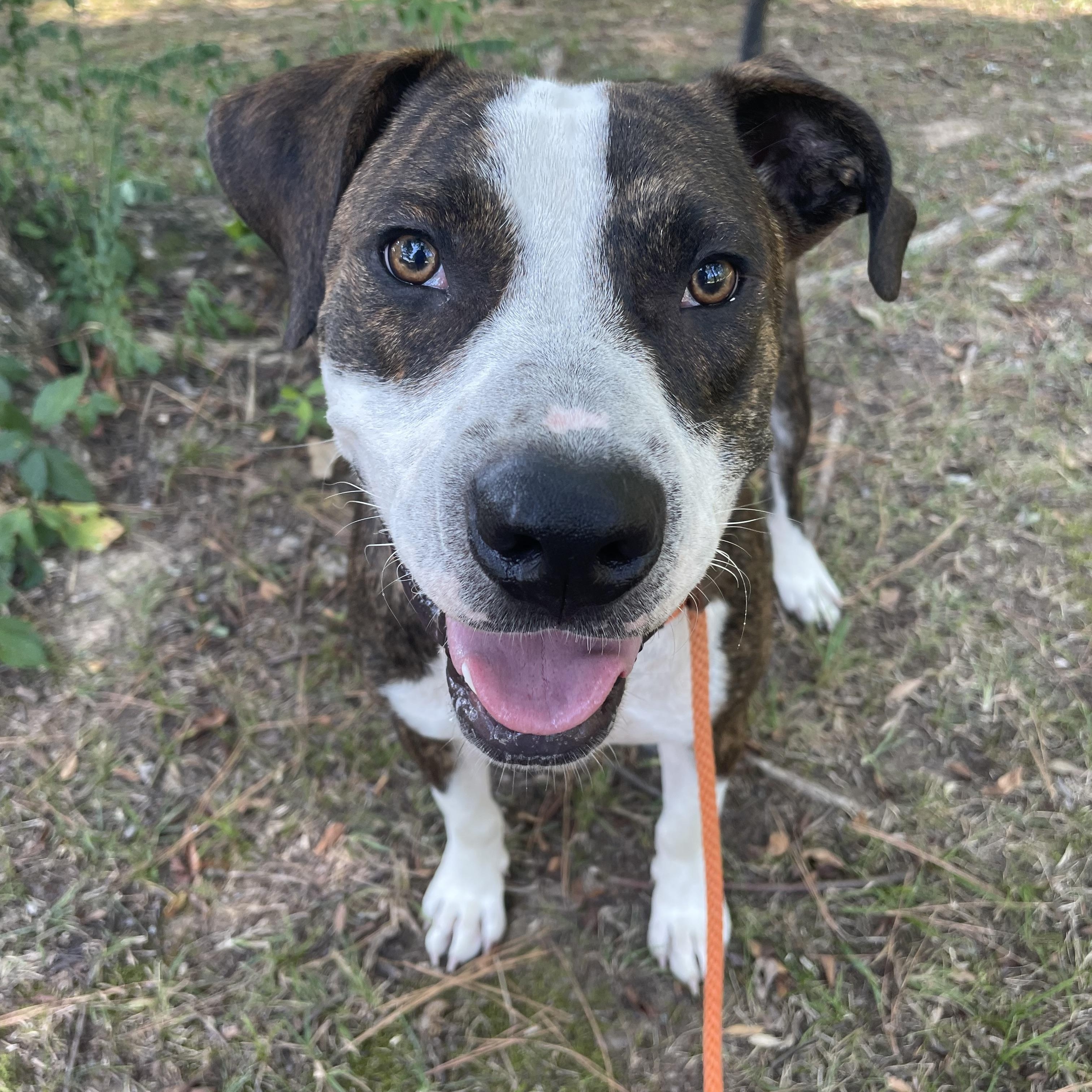 Lazlo, adoptable, Adult Male Pit Bull Terrier.