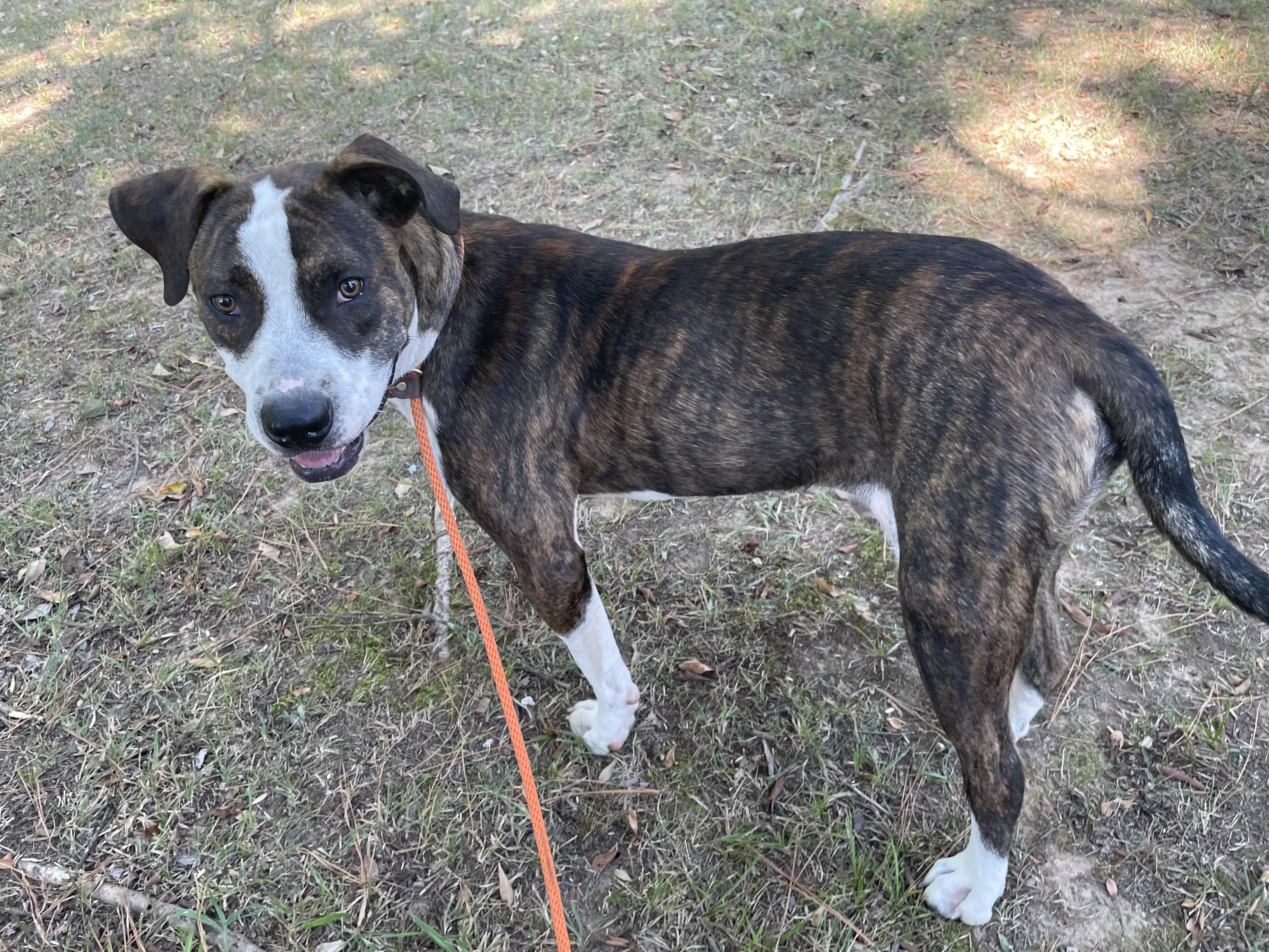 Enlarge Lazlo, an adoptable mixed breed in Heber Springs, AR image 2/5