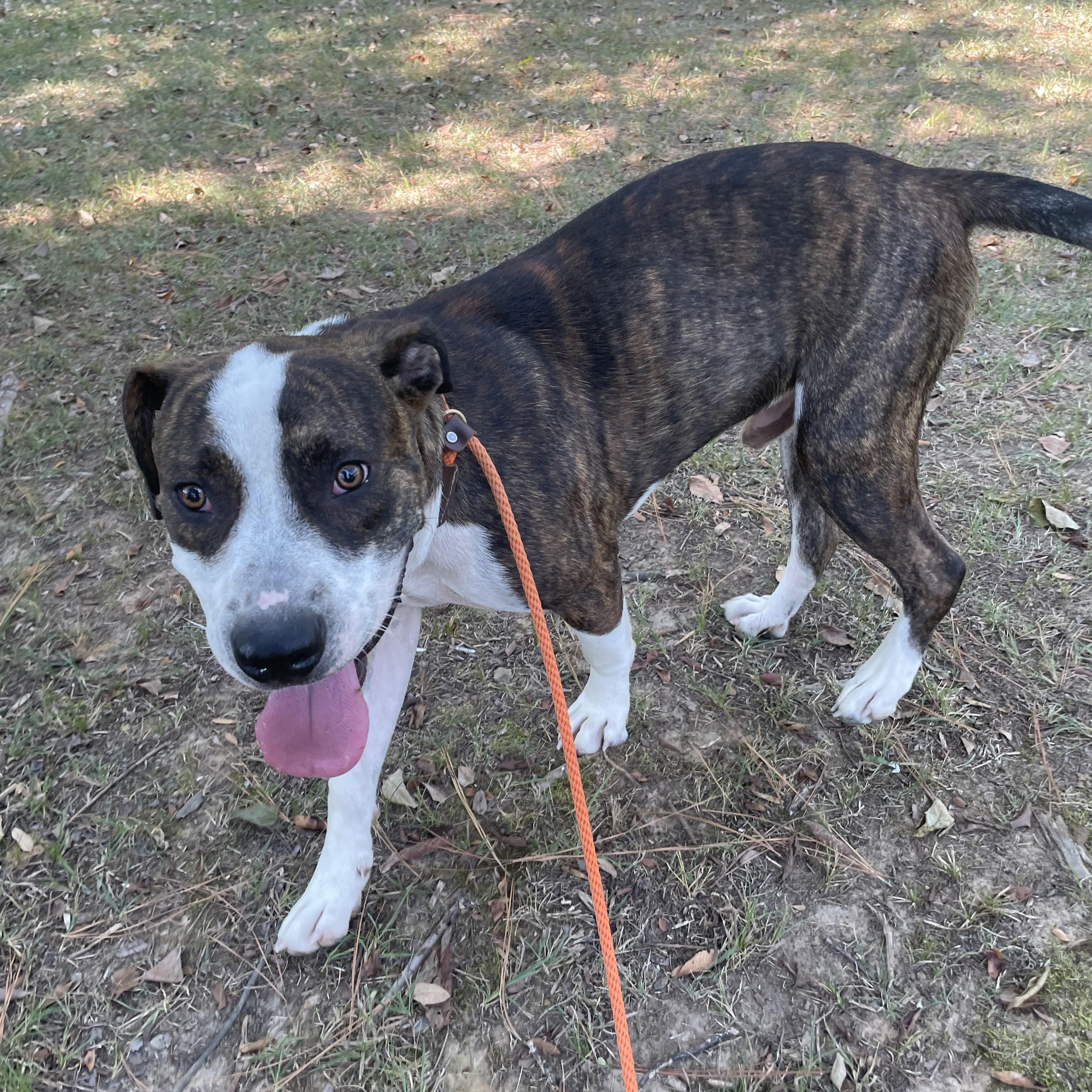 Enlarge Lazlo, an adoptable mixed breed in Heber Springs, AR image 3/5