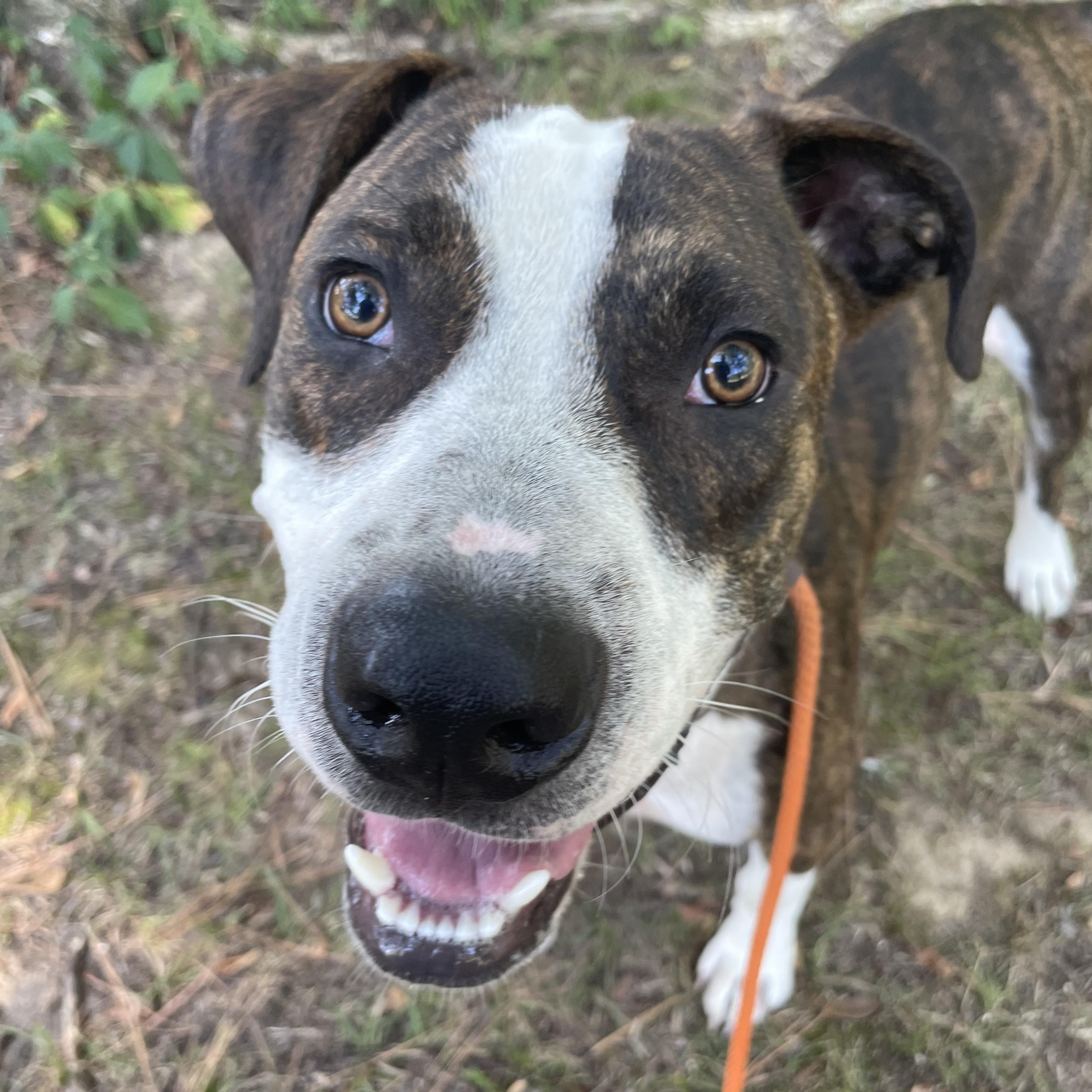 Enlarge Lazlo, an adoptable mixed breed in Heber Springs, AR image 4/5
