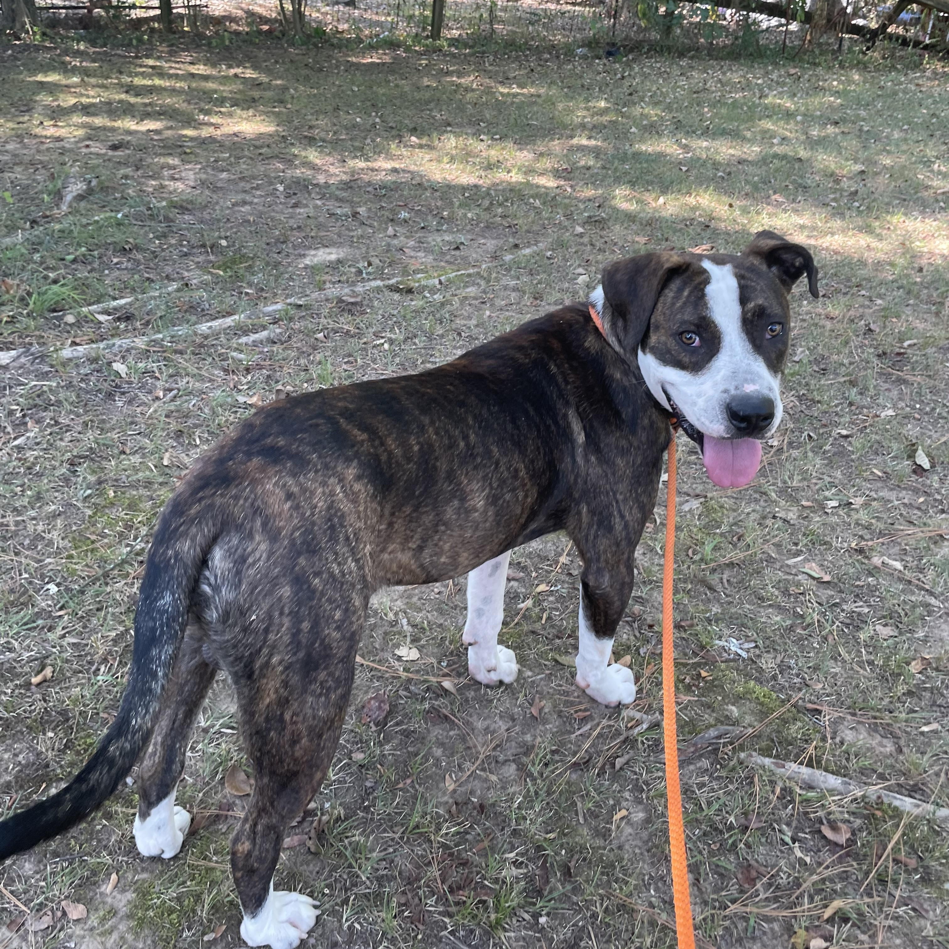 Enlarge Lazlo, an adoptable mixed breed in Heber Springs, AR image 5/5