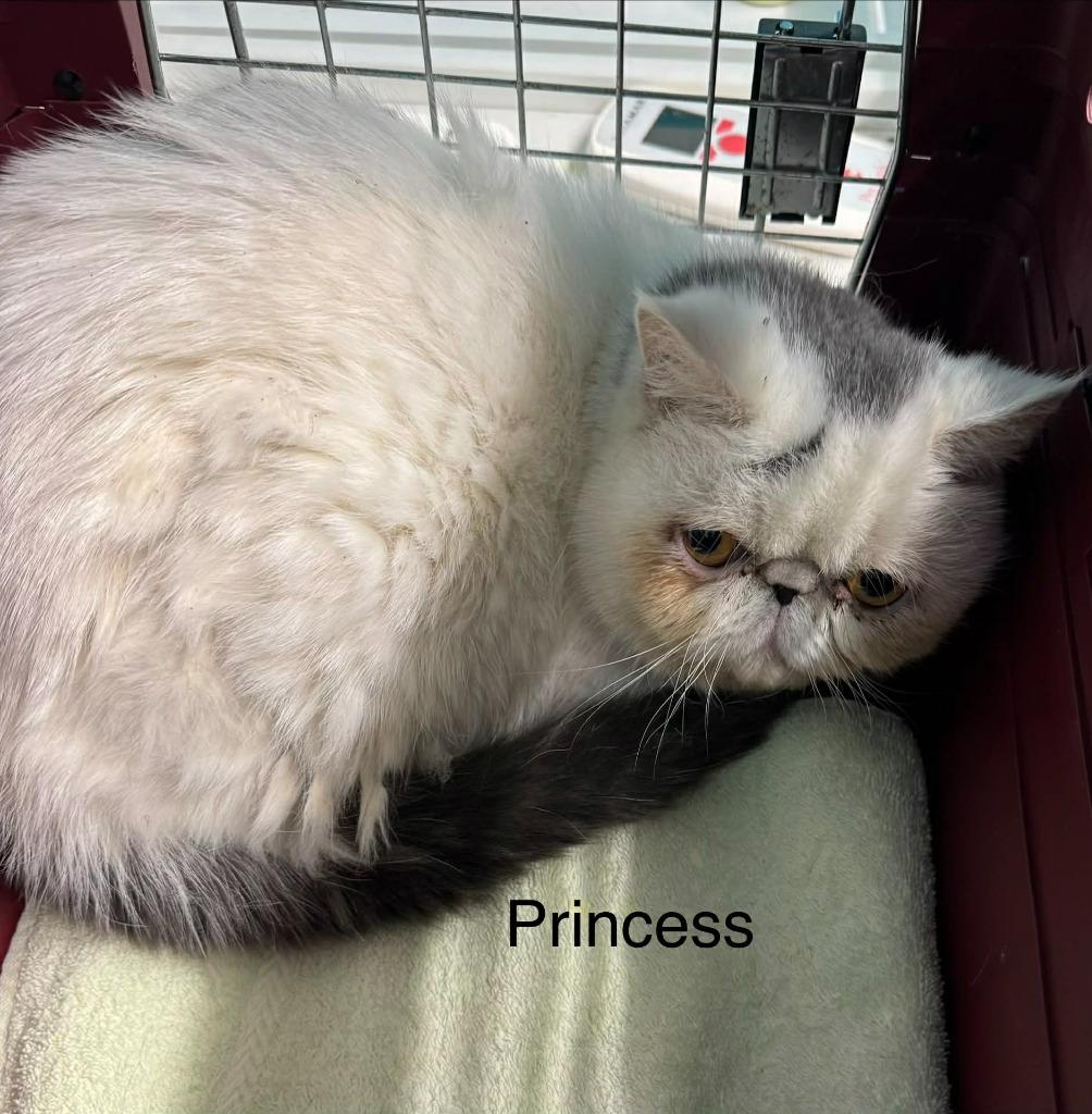 Enlarge Princess, a Adoptable Persian in Utica, MI image 1/3