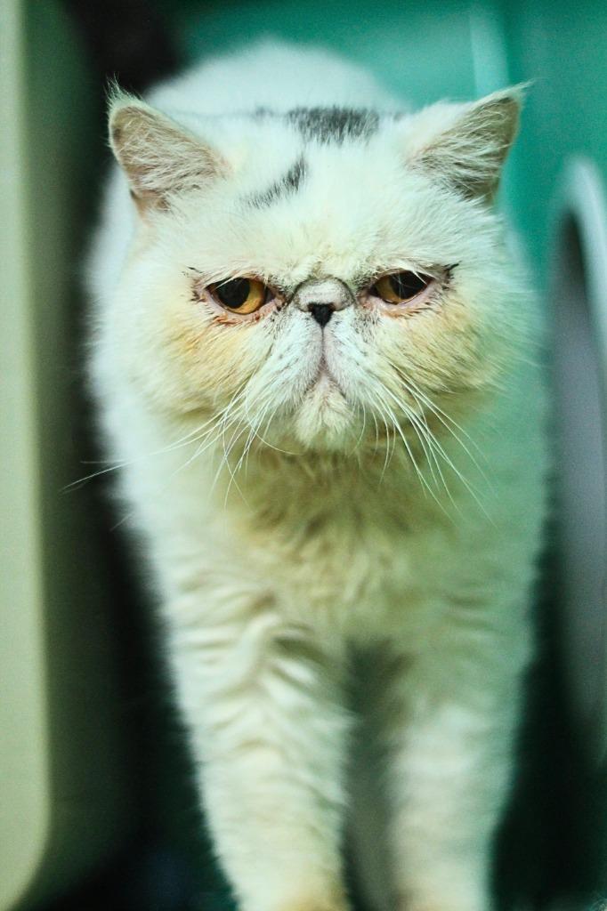 Enlarge Princess, a Adoptable Persian in Utica, MI image 2/3