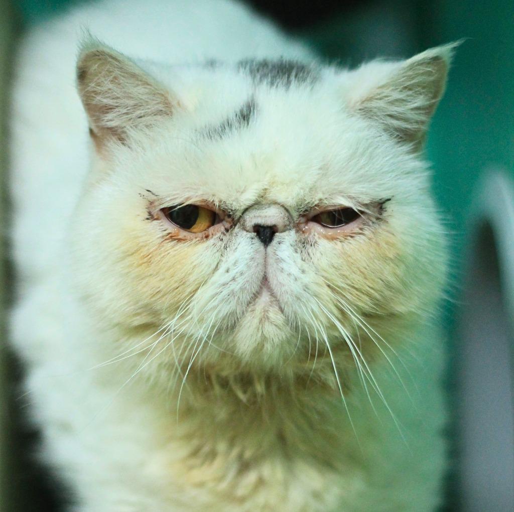 Enlarge Princess, a Adoptable Persian in Utica, MI image 3/3