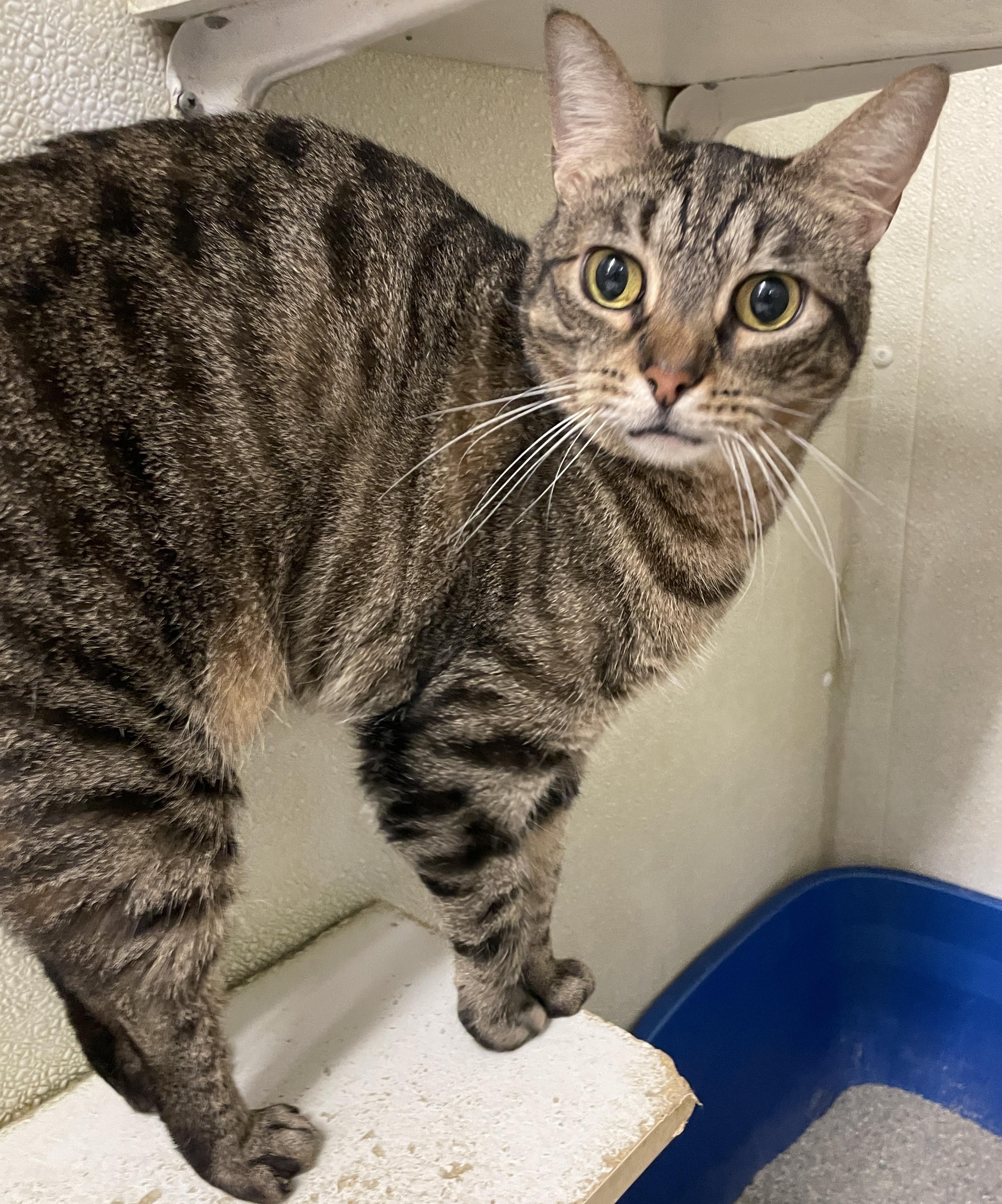 Noodles, Adoptable, Adult Female Domestic Short Hair.