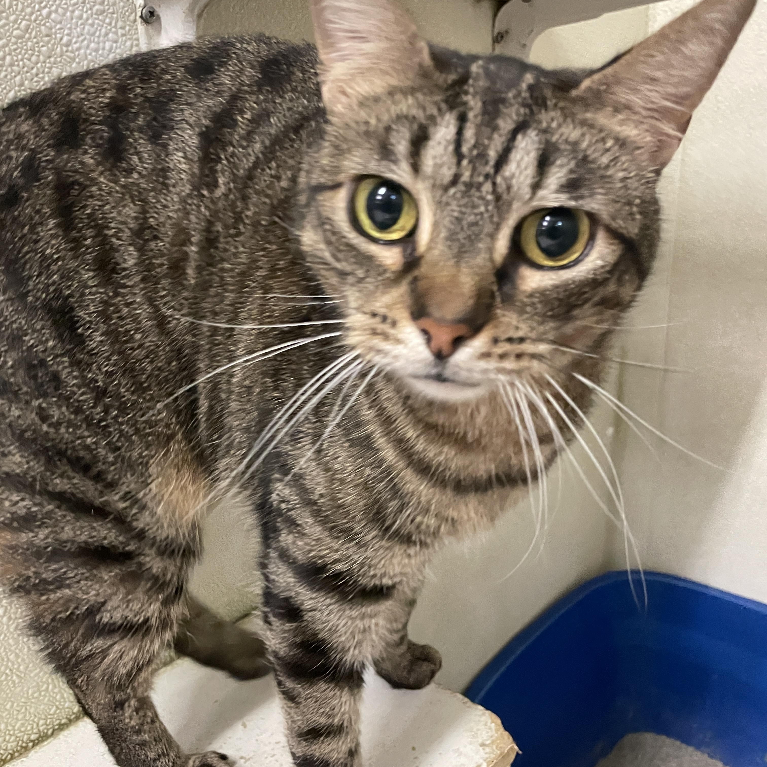 Enlarge Noodles, a Adoptable Domestic Short Hair in Myrtle Beach, SC image 2/2