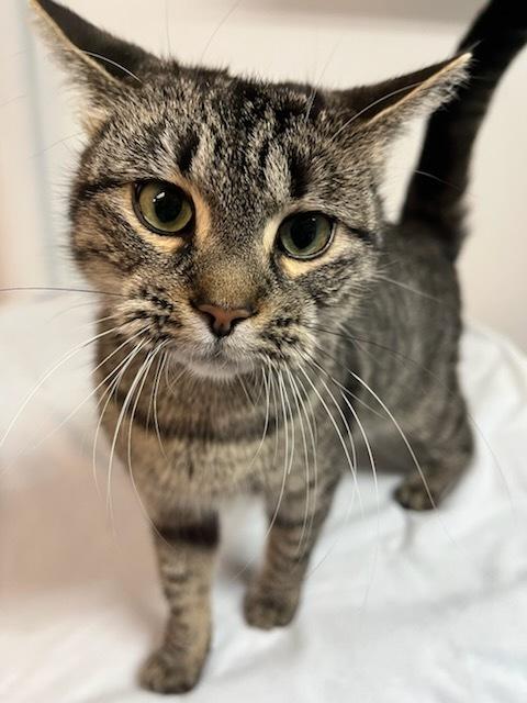 Zara, an adoptable Domestic Short Hair in wetaskiwin, AB, t9a 2j4 | Photo Image 3