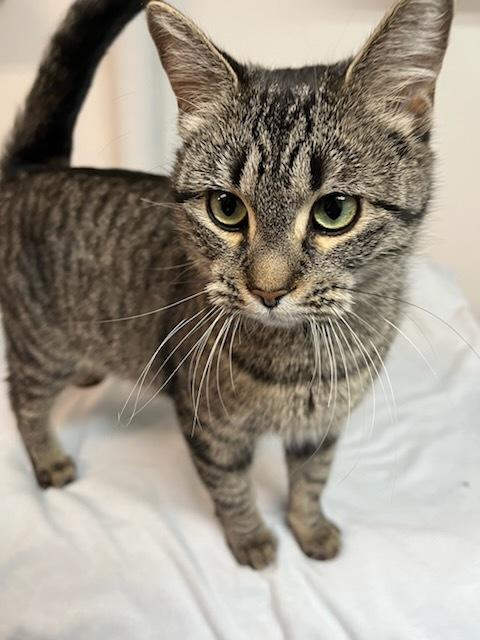 Zara, an adoptable Domestic Short Hair in wetaskiwin, AB, t9a 2j4 | Photo Image 2