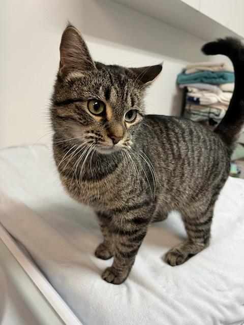 Zara, an adoptable Domestic Short Hair in wetaskiwin, AB, t9a 2j4 | Photo Image 1