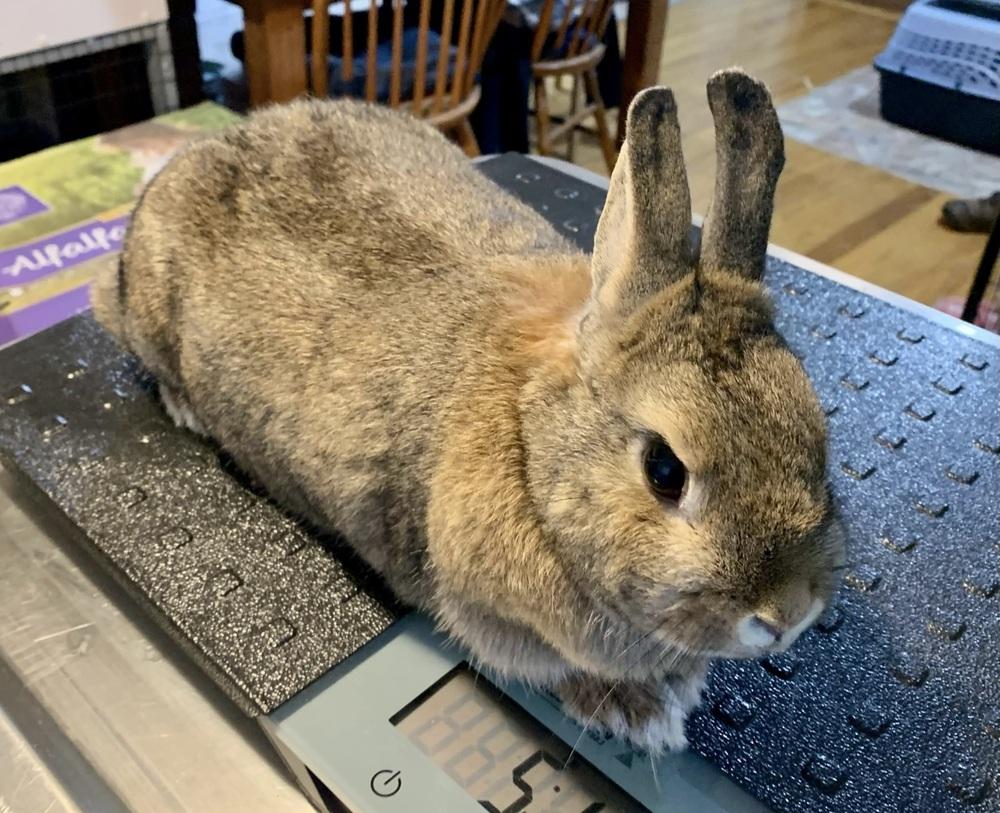 Squishmallow, Adoptable, Adult Female Bunny Rabbit.