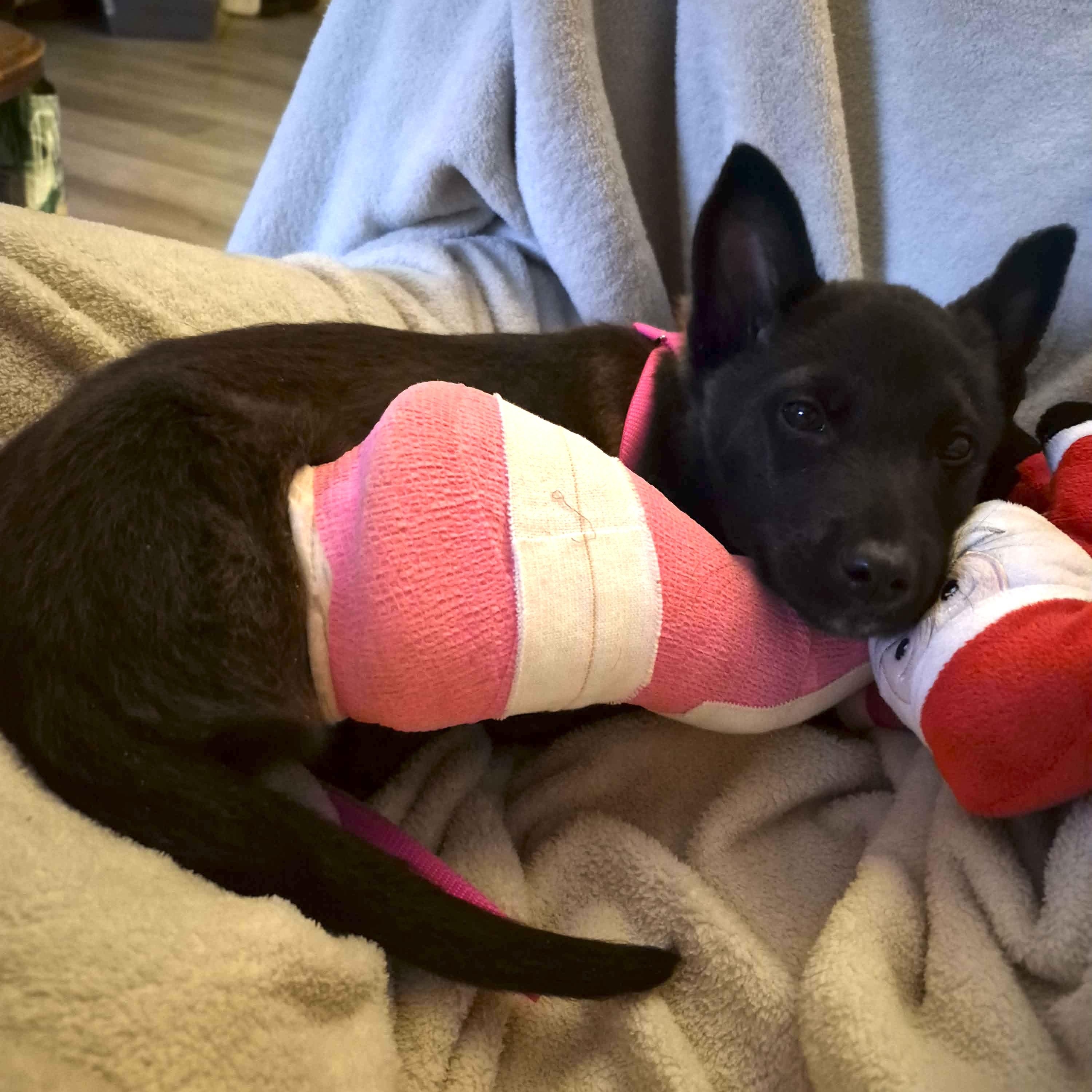 Enlarge Riot, a ADOPTABLE mixed breed in Otis, OR image 2/4