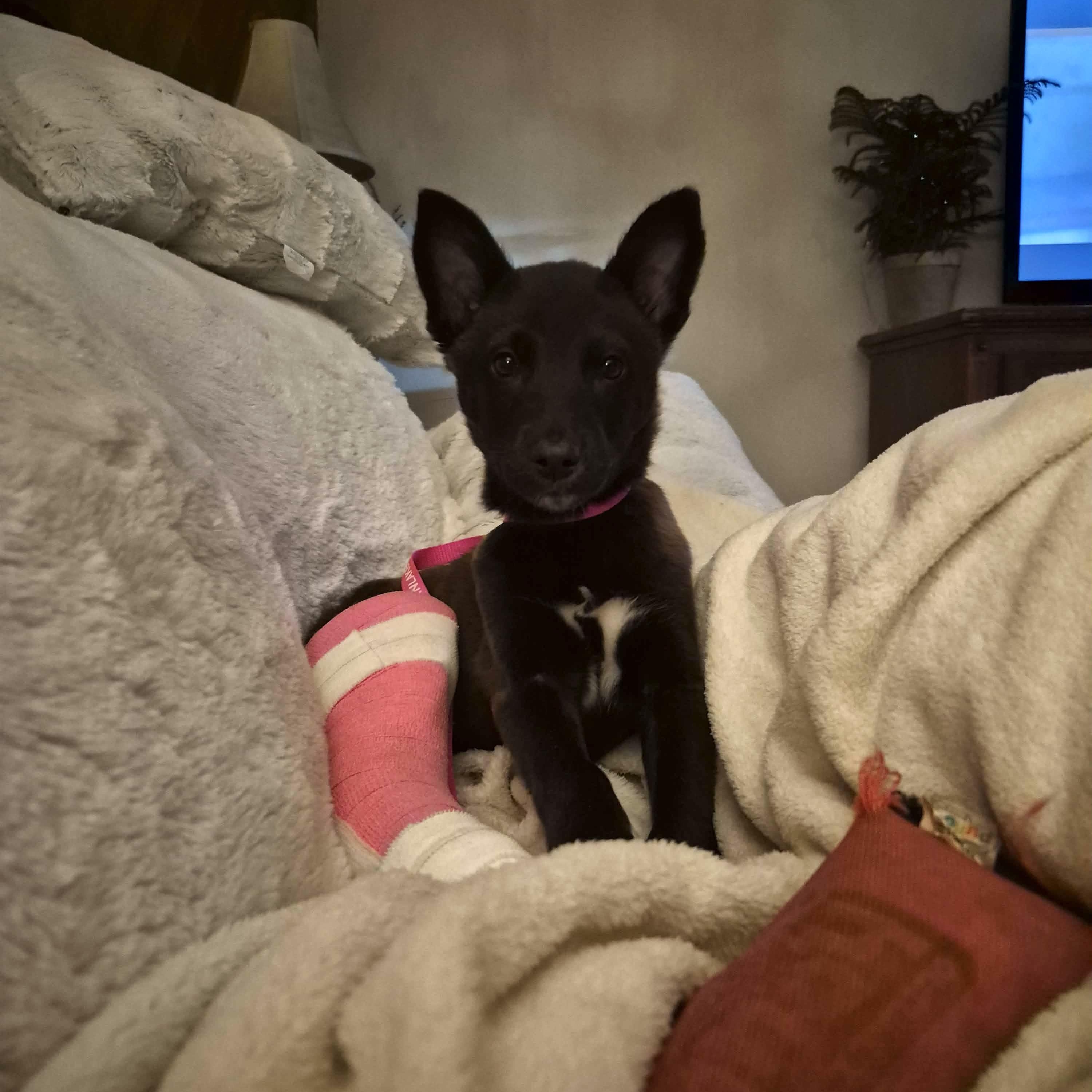 Enlarge Riot, a ADOPTABLE mixed breed in Otis, OR image 4/4