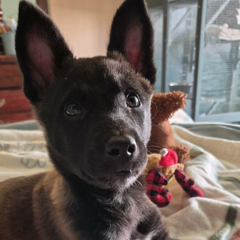 Enlarge Riot, a ADOPTABLE mixed breed in Otis, OR image 1/4