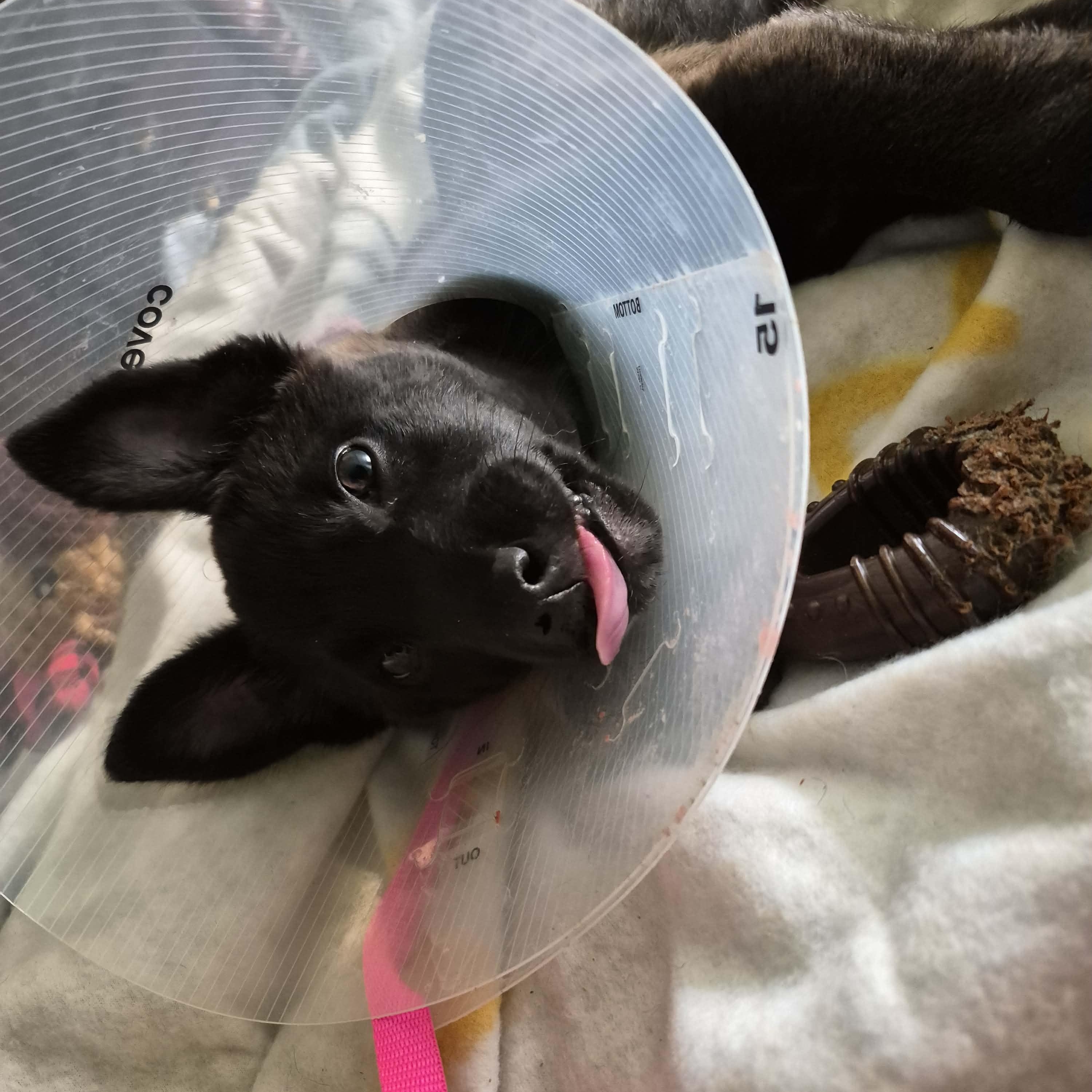 Enlarge Riot, a ADOPTABLE mixed breed in Otis, OR image 3/4