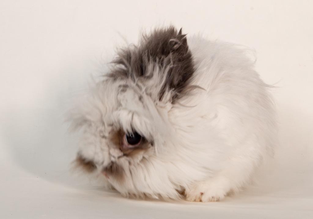 Chalamet, Adoptable, Adult Male Lionhead.