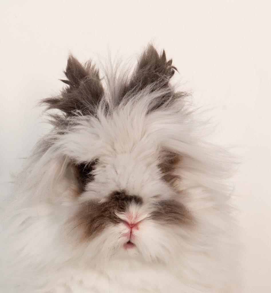 Chalamet, a Adoptable Lionhead in San Francisco, CA image 2/6