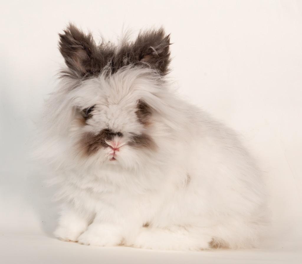 Chalamet, a Adoptable Lionhead in San Francisco, CA image 3/6