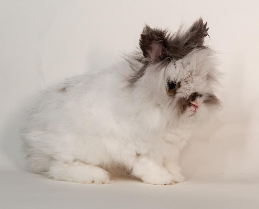 Chalamet, a Adoptable Lionhead in San Francisco, CA image 4/6