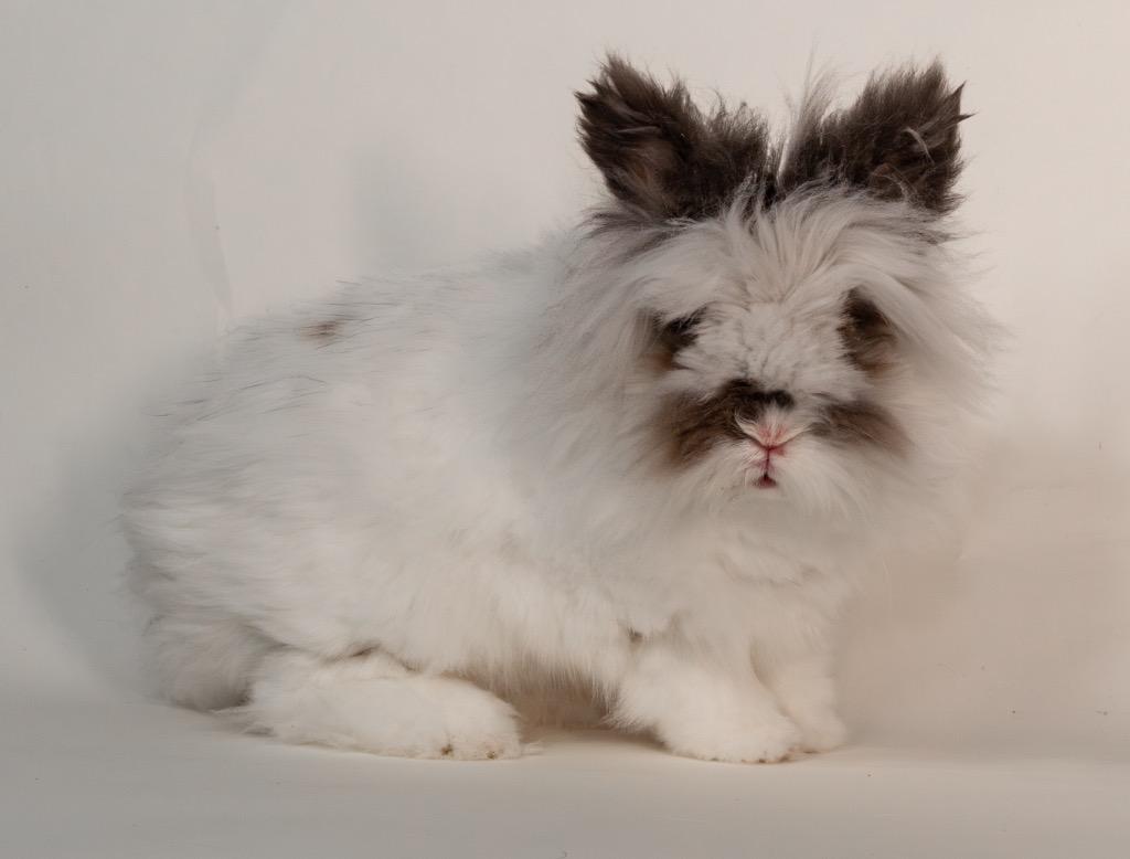 Chalamet, a Adoptable Lionhead in San Francisco, CA image 5/6
