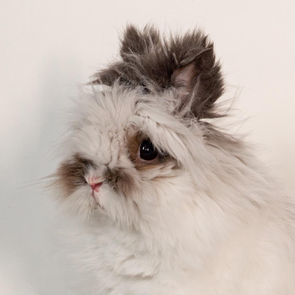 Chalamet, a Adoptable Lionhead in San Francisco, CA image 6/6