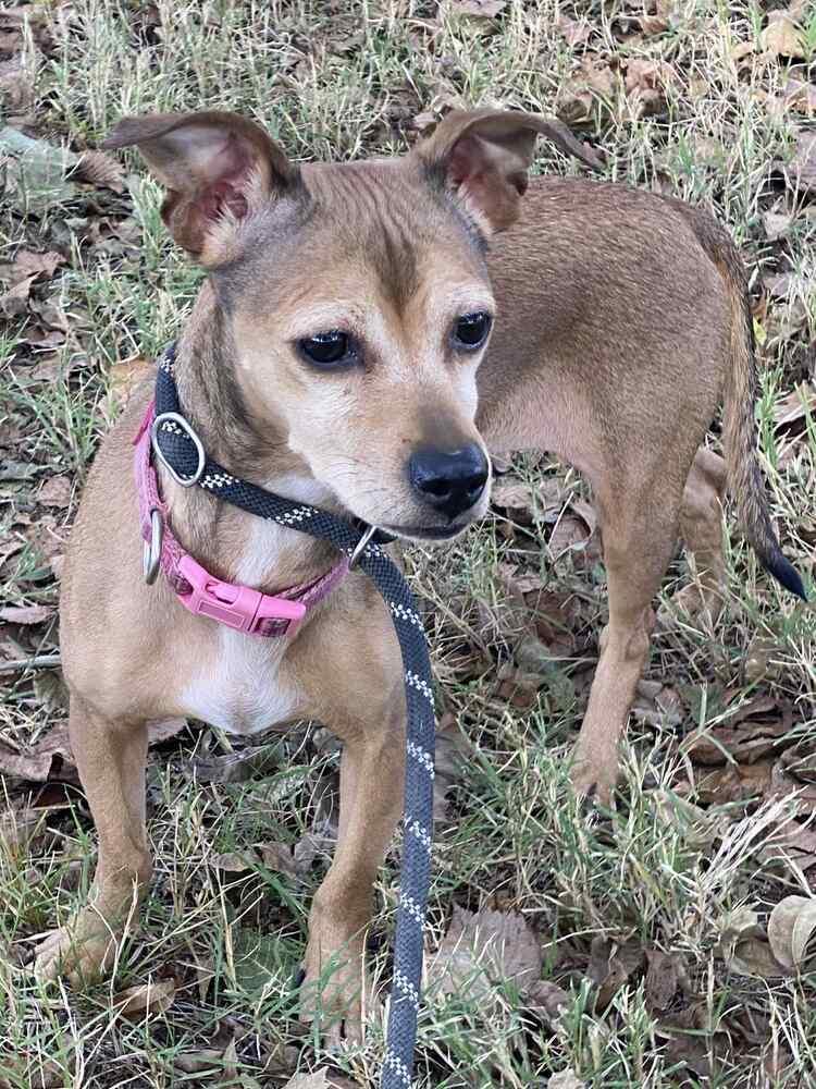 Katie, Adoptable, Adult Female Chihuahua & Mixed Breed.