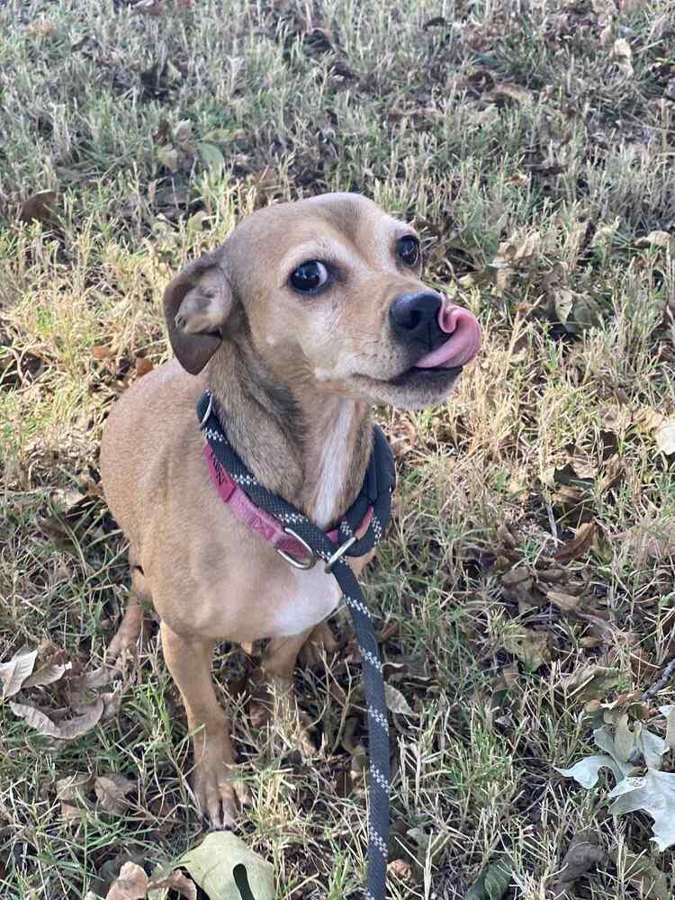 Enlarge Katie, a Adoptable mixed breed in Deerfield, WI image 2/3