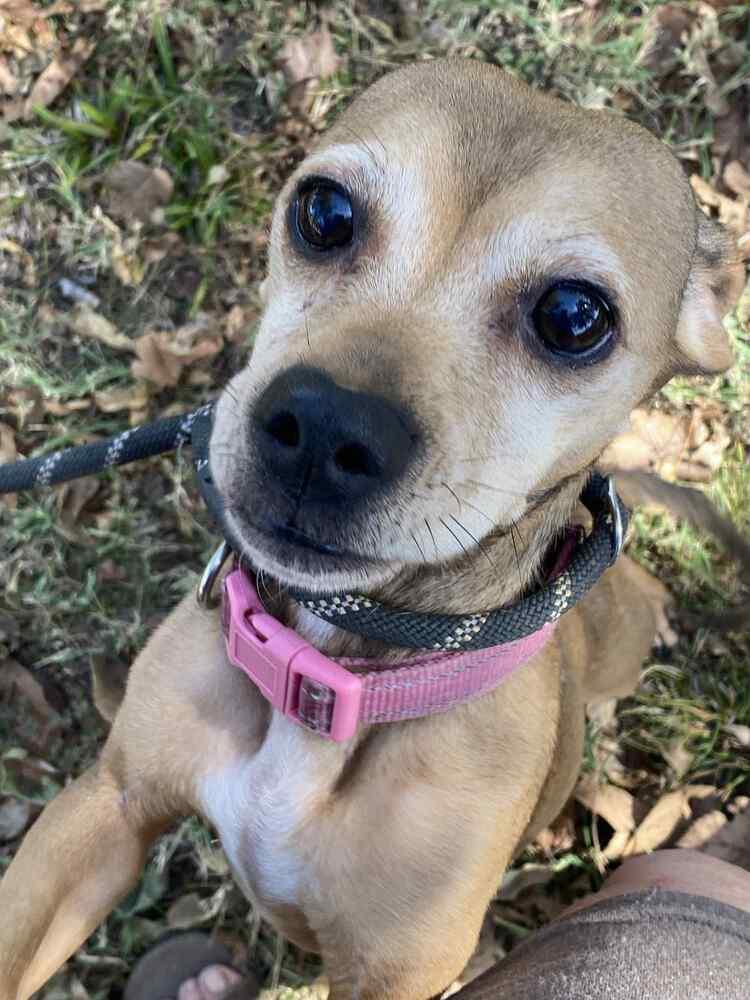 Enlarge Katie, a Adoptable mixed breed in Deerfield, WI image 3/3