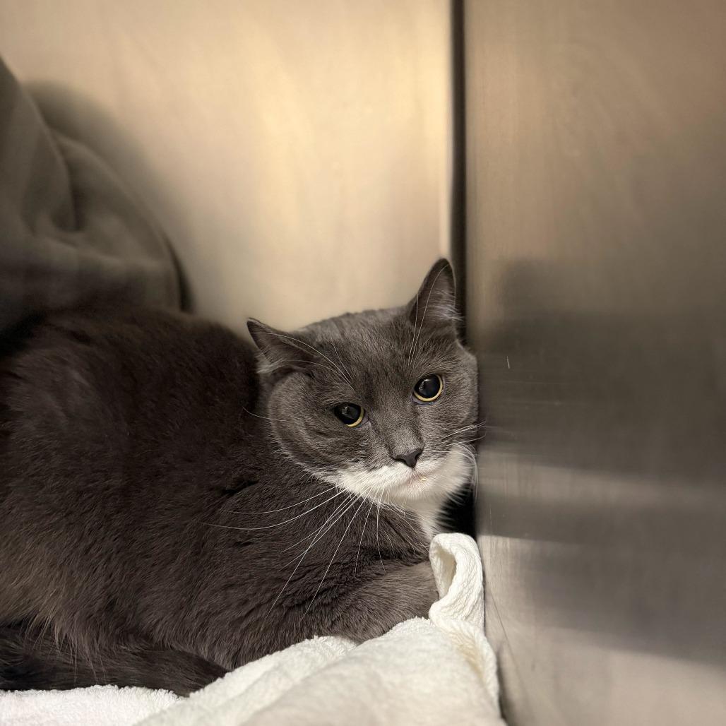 Enlarge Ceate, a Adoptable Domestic Short Hair in Conshohocken, PA image 1/2